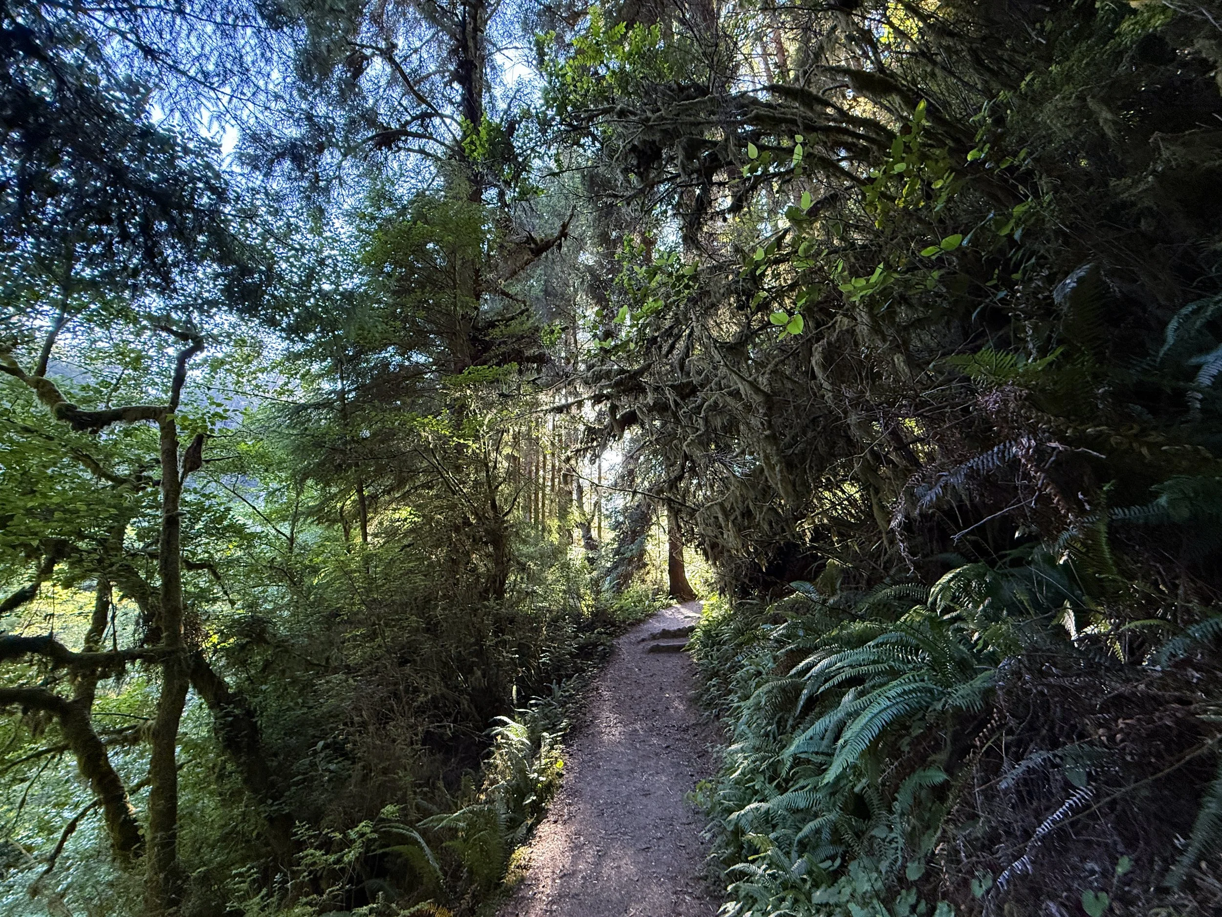Fern Canyon Hike Prairie Creek Redwoods State Park California