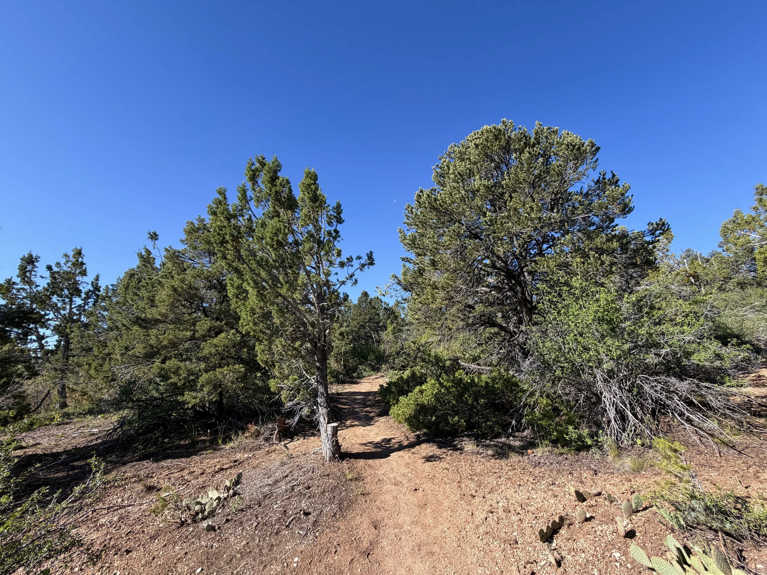 Deertrap Mountain Trail Zion National Park Utah