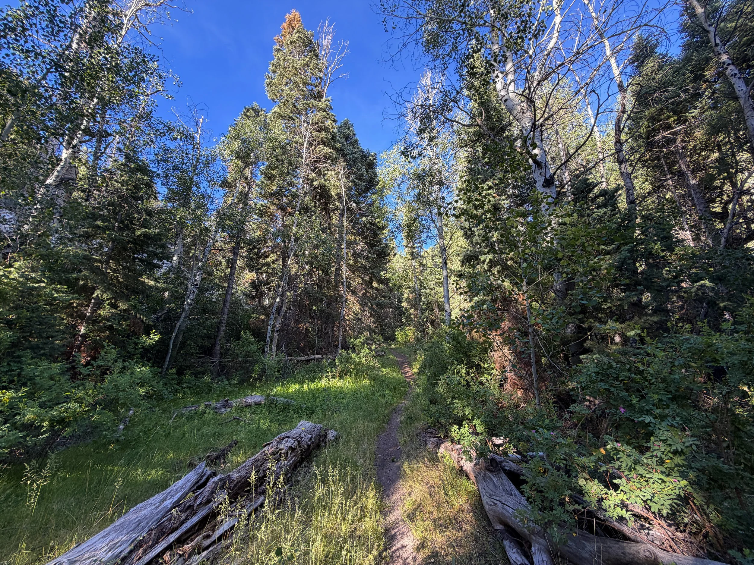 Pole Canyon Trail Great Basin National Park Nevada