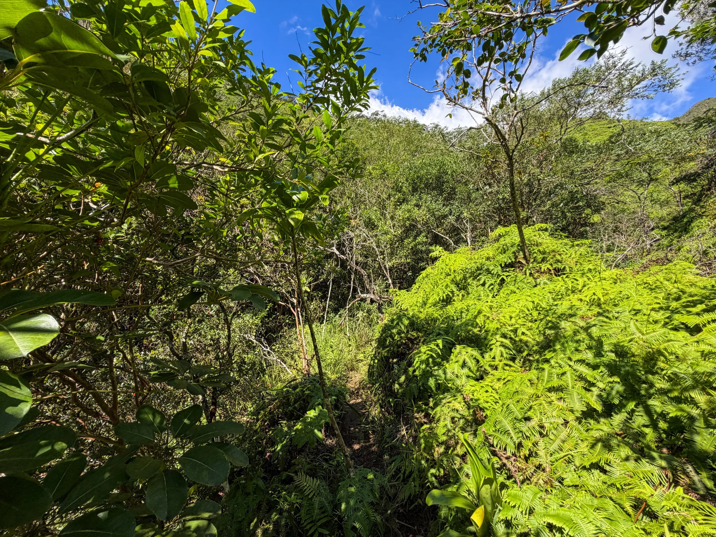 Kaau Crater Trail Oahu Hawaii