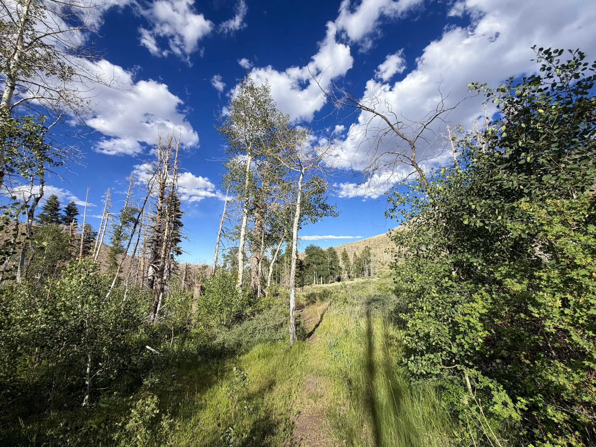 Sage Steppe Loop Trail Great Basin National Park Nevada