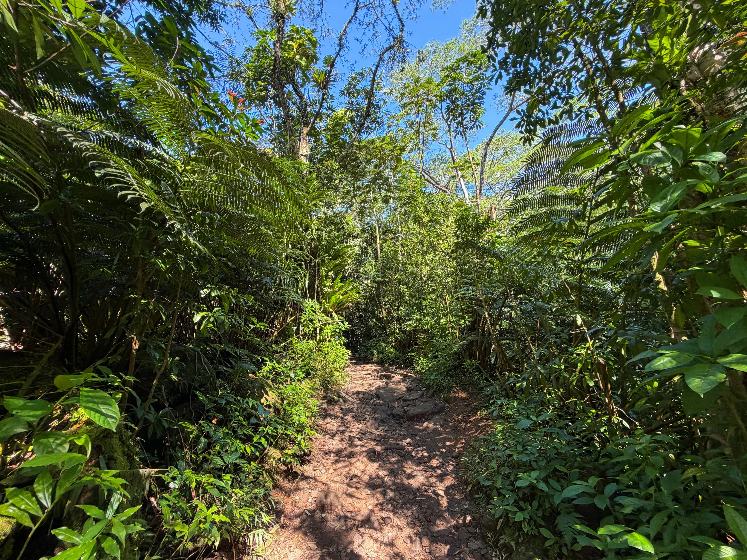 Manoa Falls Hike Oahu Hawaii