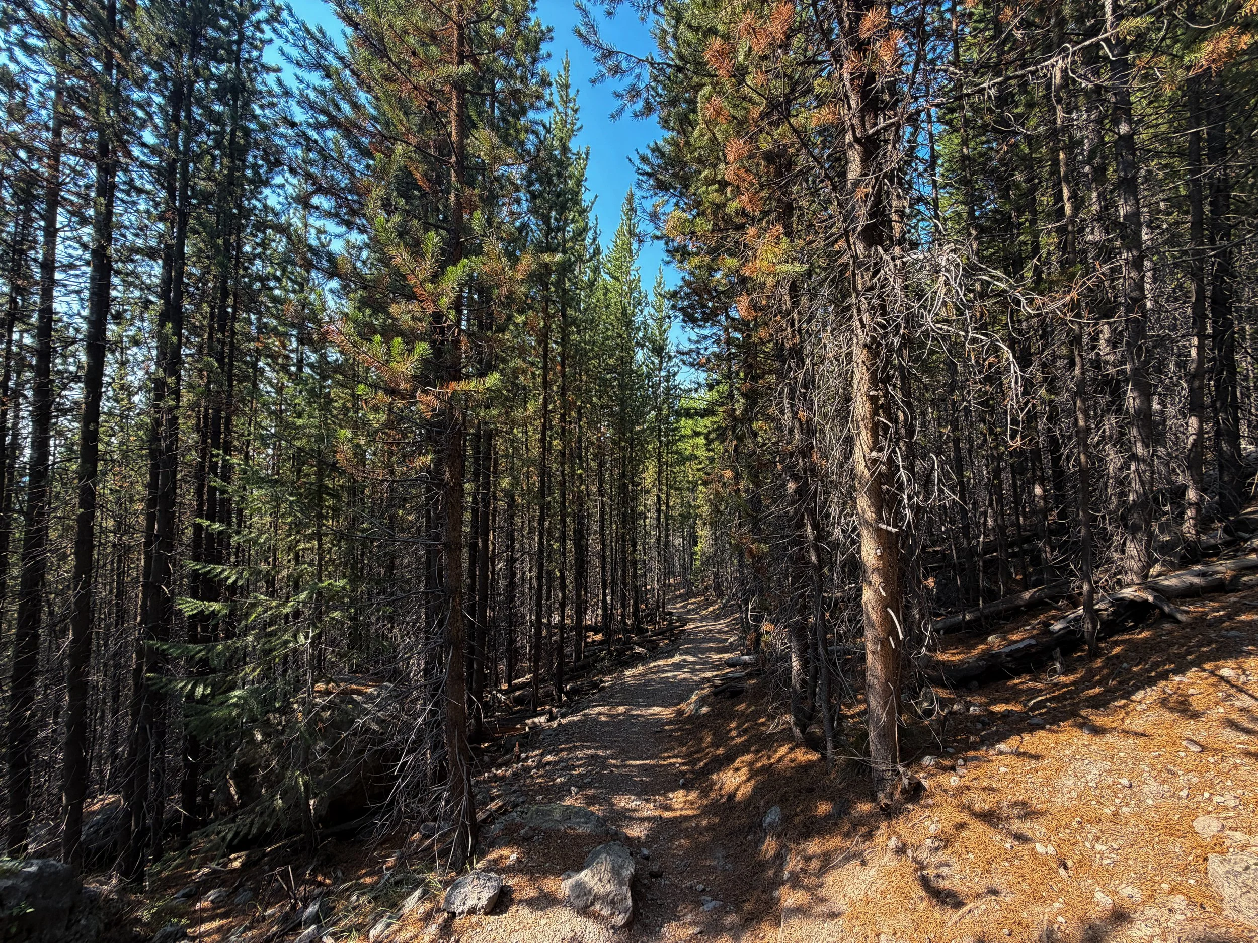 Mystic Falls Trail Yellowstone National Park Wyoming