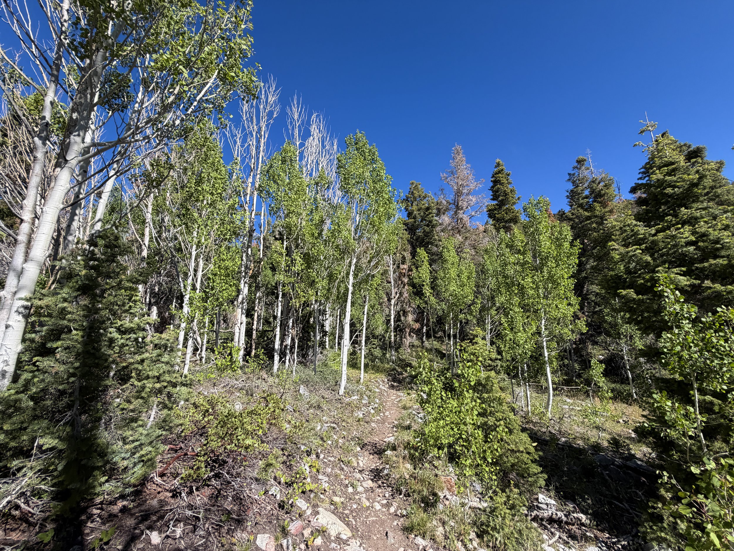 Baker Lake Trail Great Basin National Park Nevada
