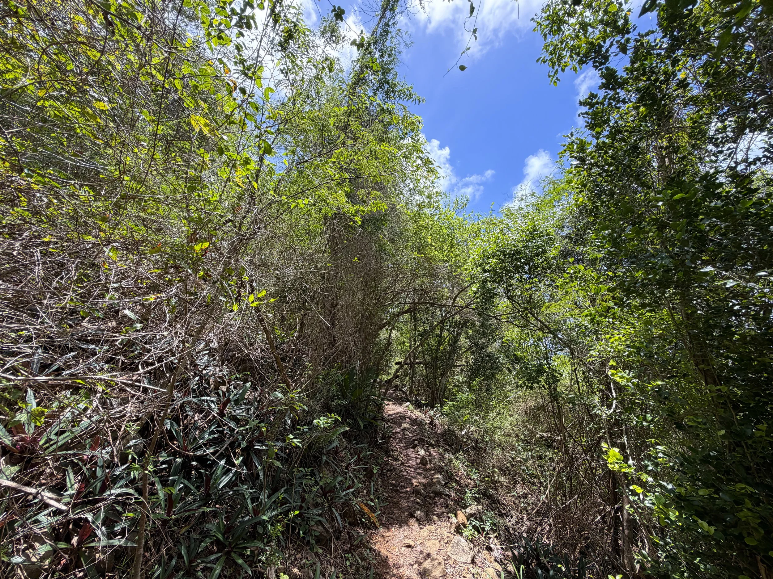 Caneel Hill Hike Virgin Islands National Park