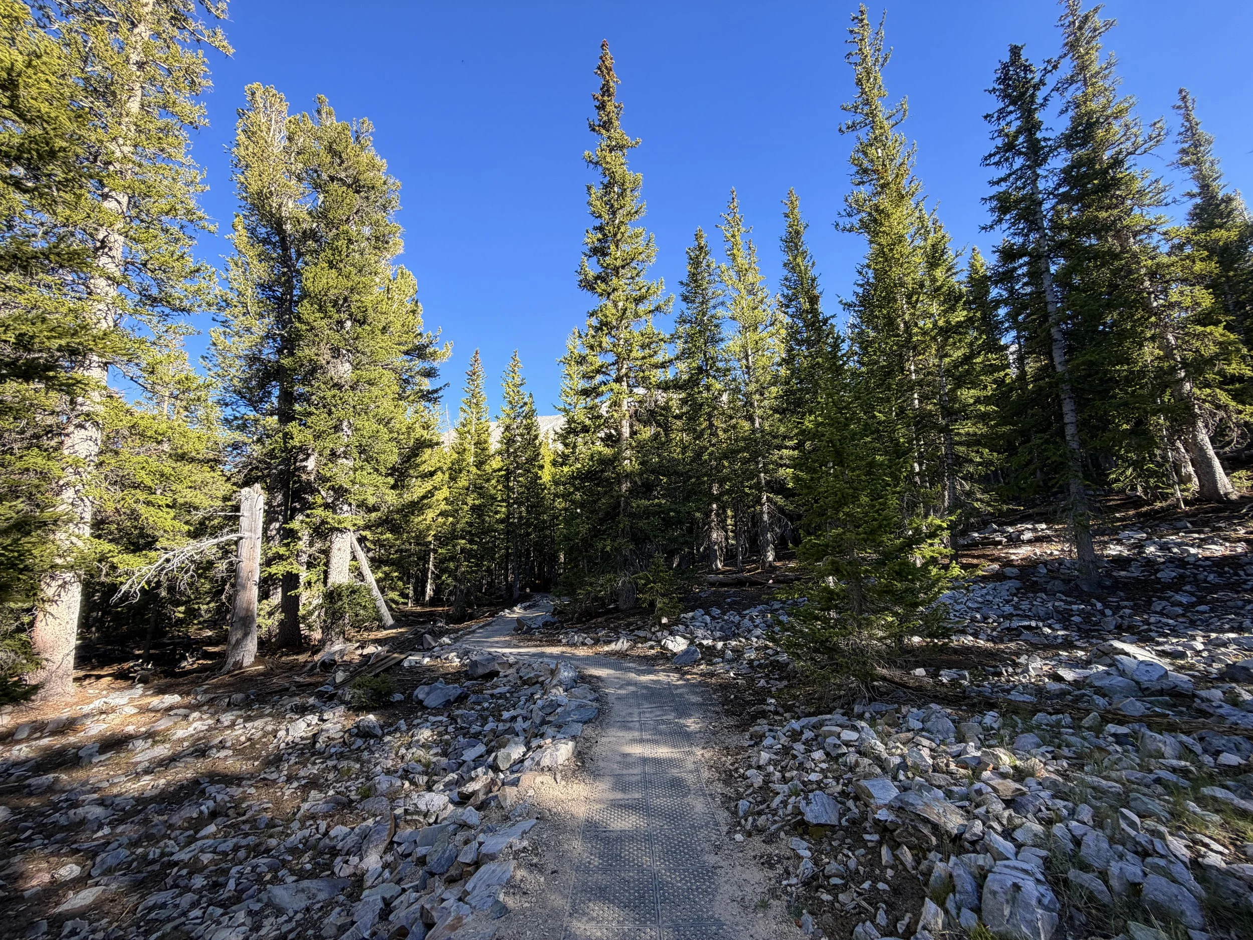 Sky Island Forest Loop Trail Great Basin National Park Nevada