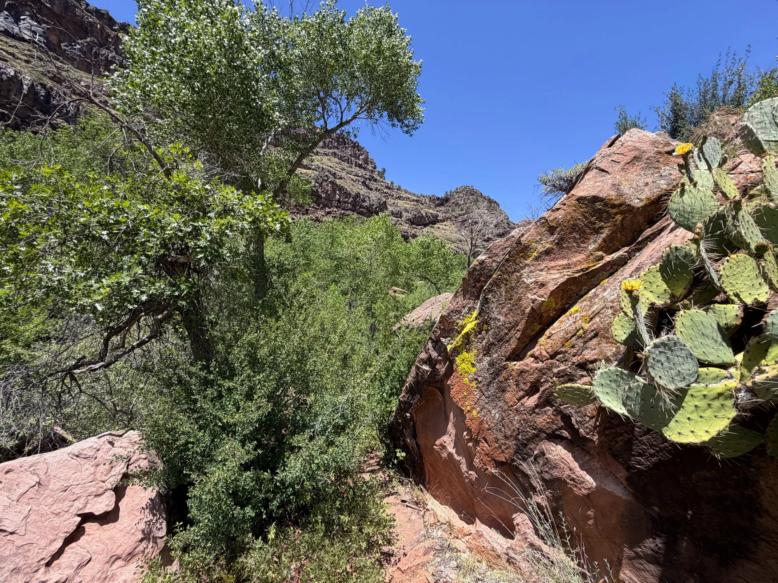 Grapevine Trail to Left Fork Falls Zion National Park Utah