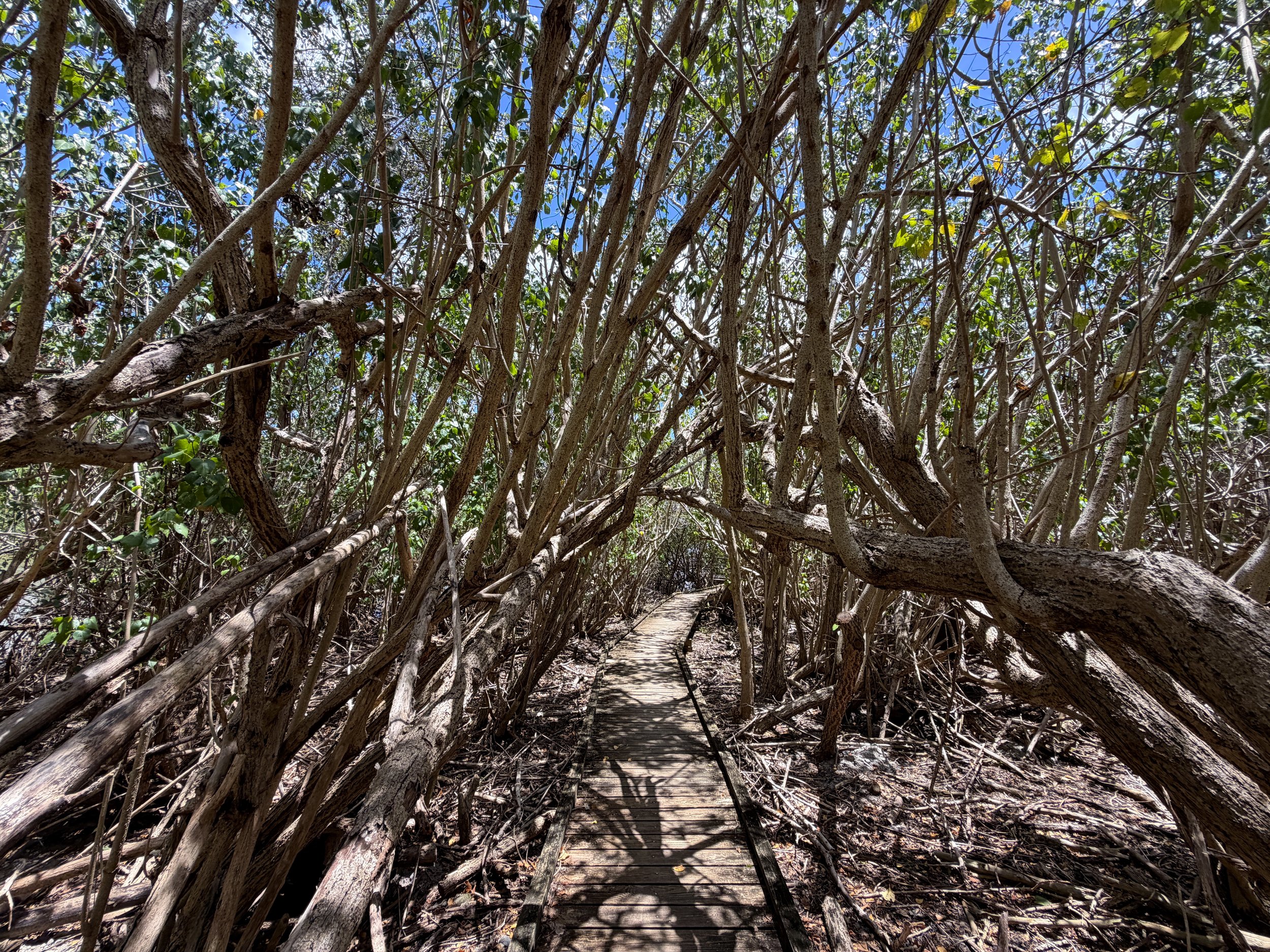 Francis Bay Loop Hike Virgin Islands National Park