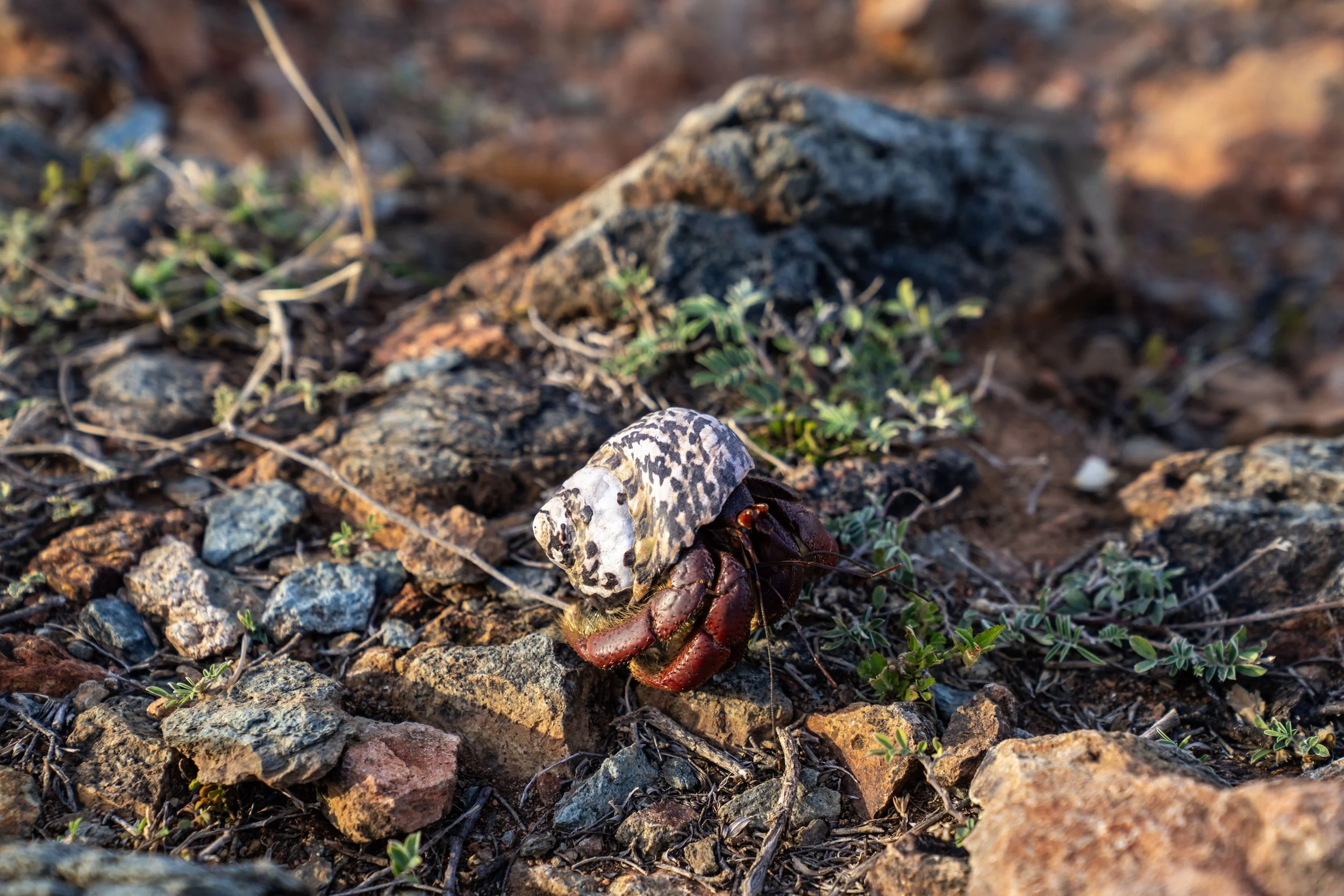 Hermit Crabs Virgin Islands National Park