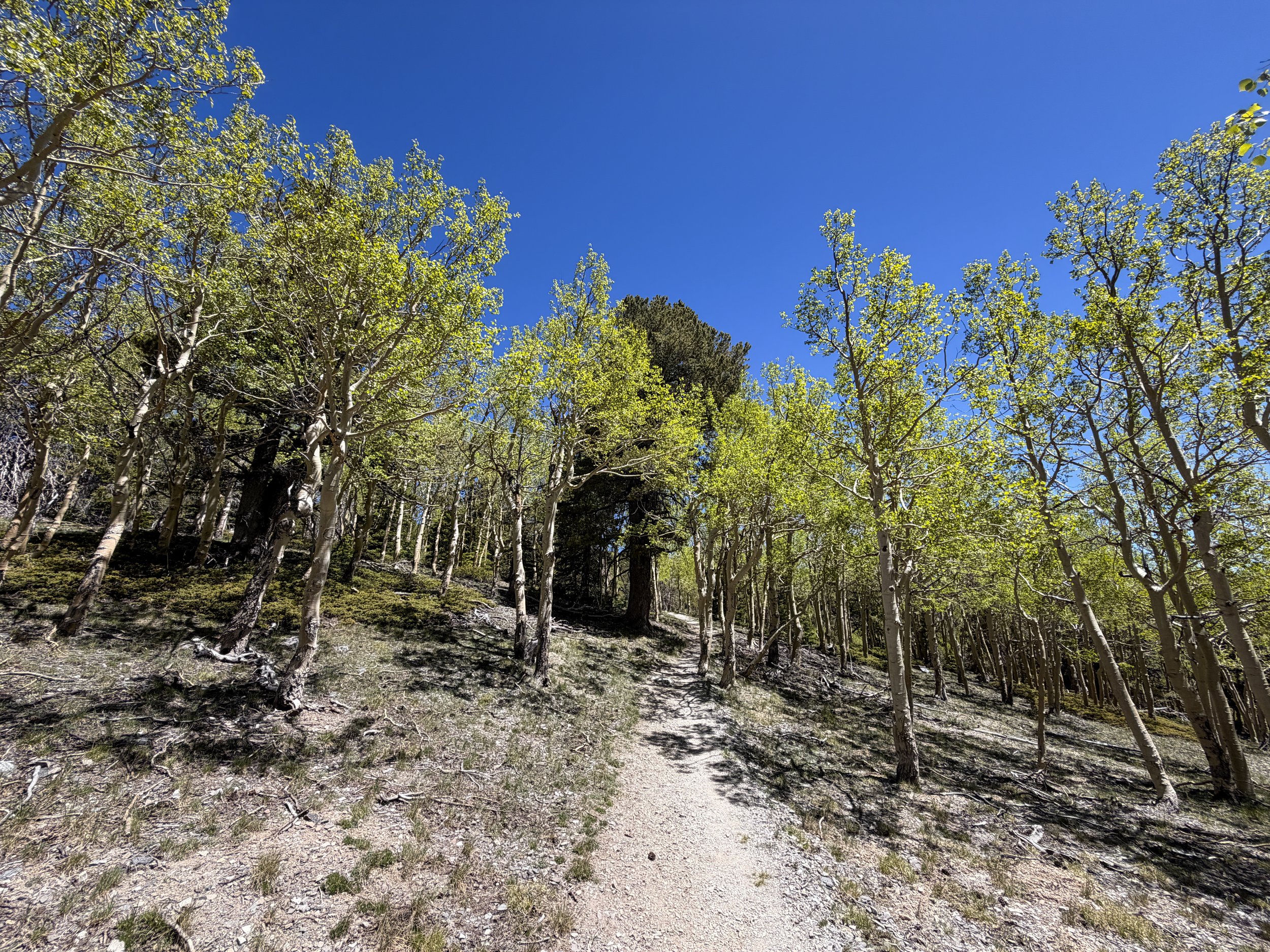 Wheeler Peak Trail Great Basin National Park Nevada