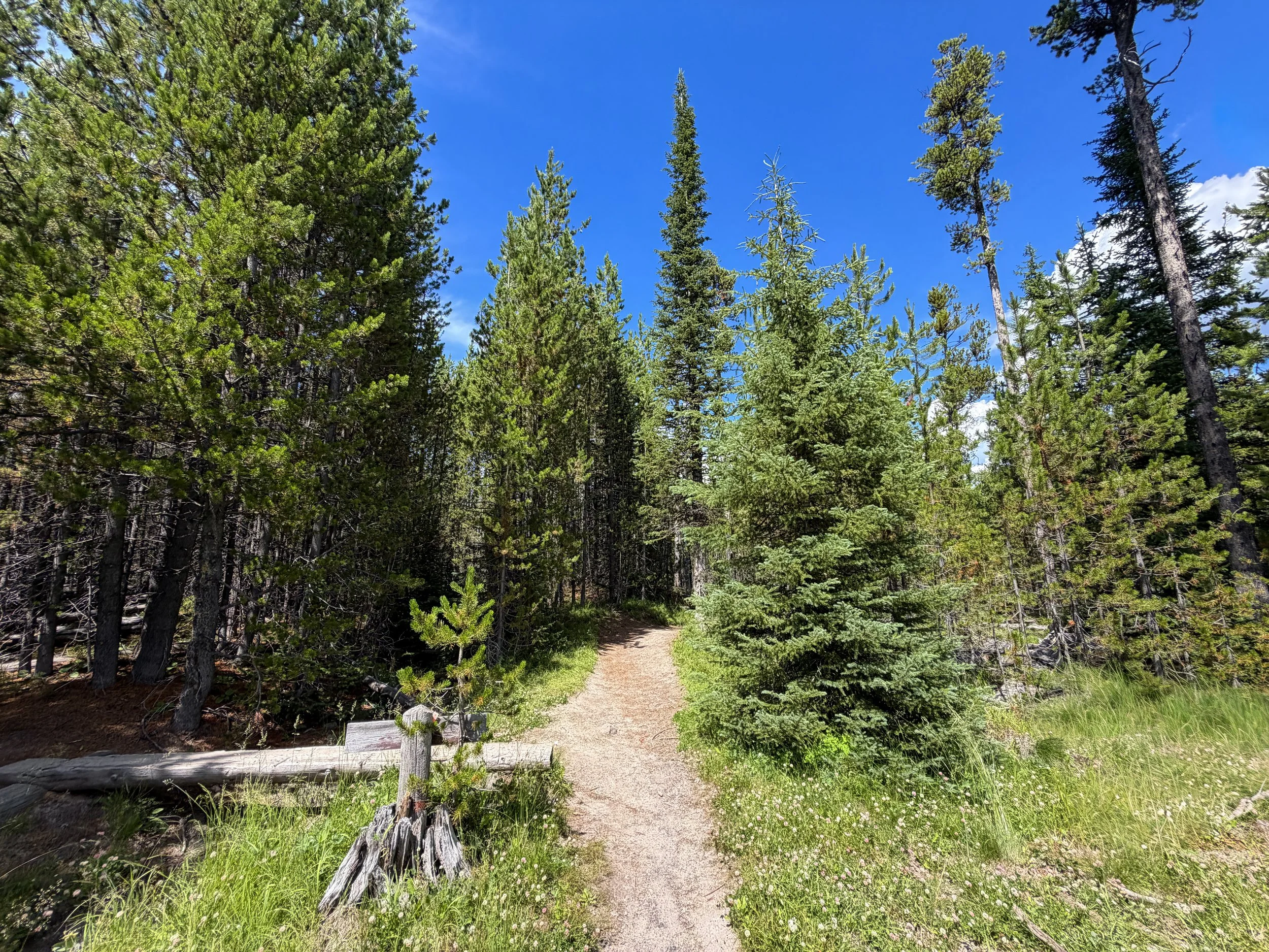 Yellowstone Lake Overlook Hike Yellowstone National Park Wyoming