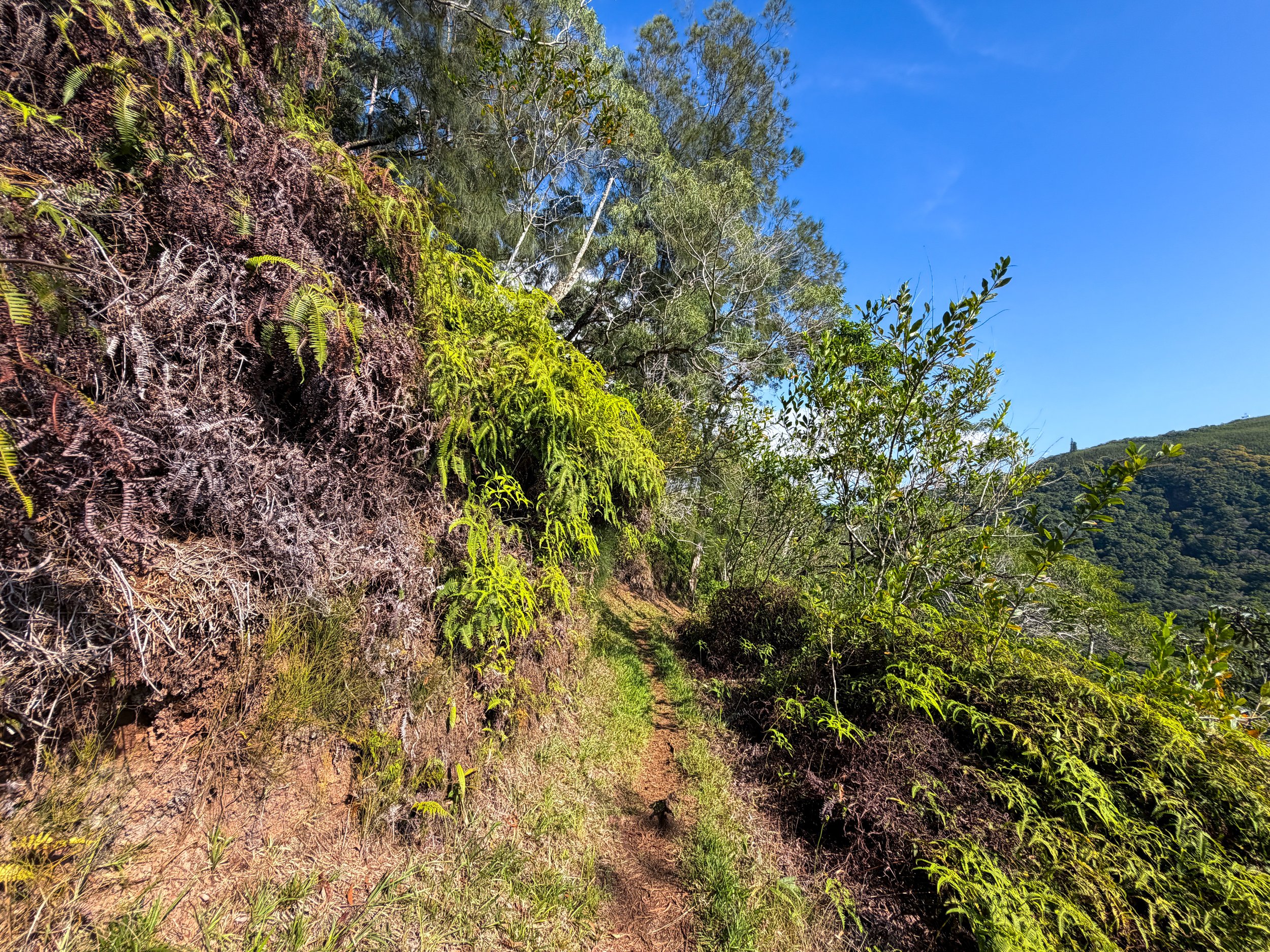 Nuuanu Trail Oahu Hawaii