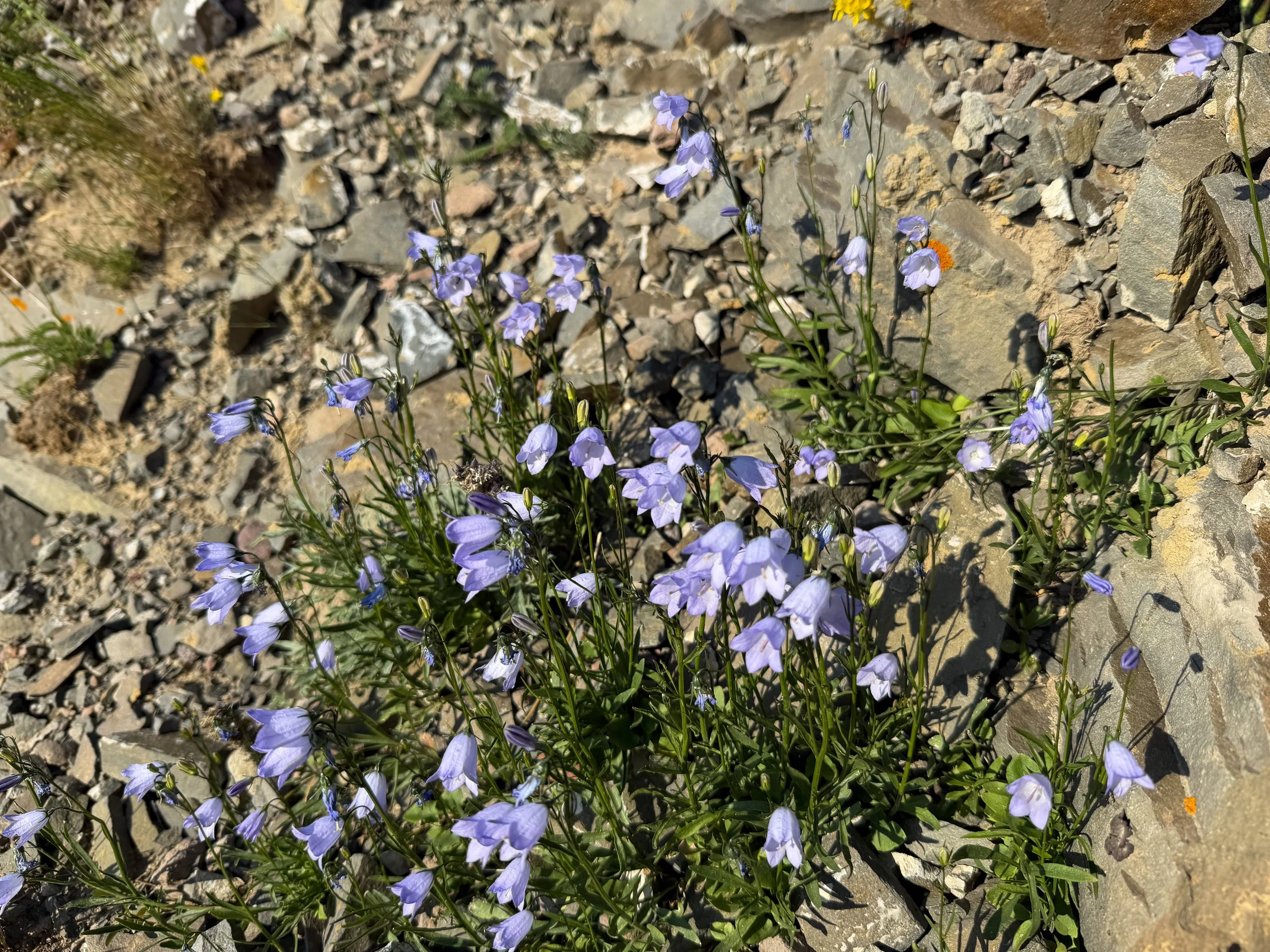 Harebell Campanula rotundifolia