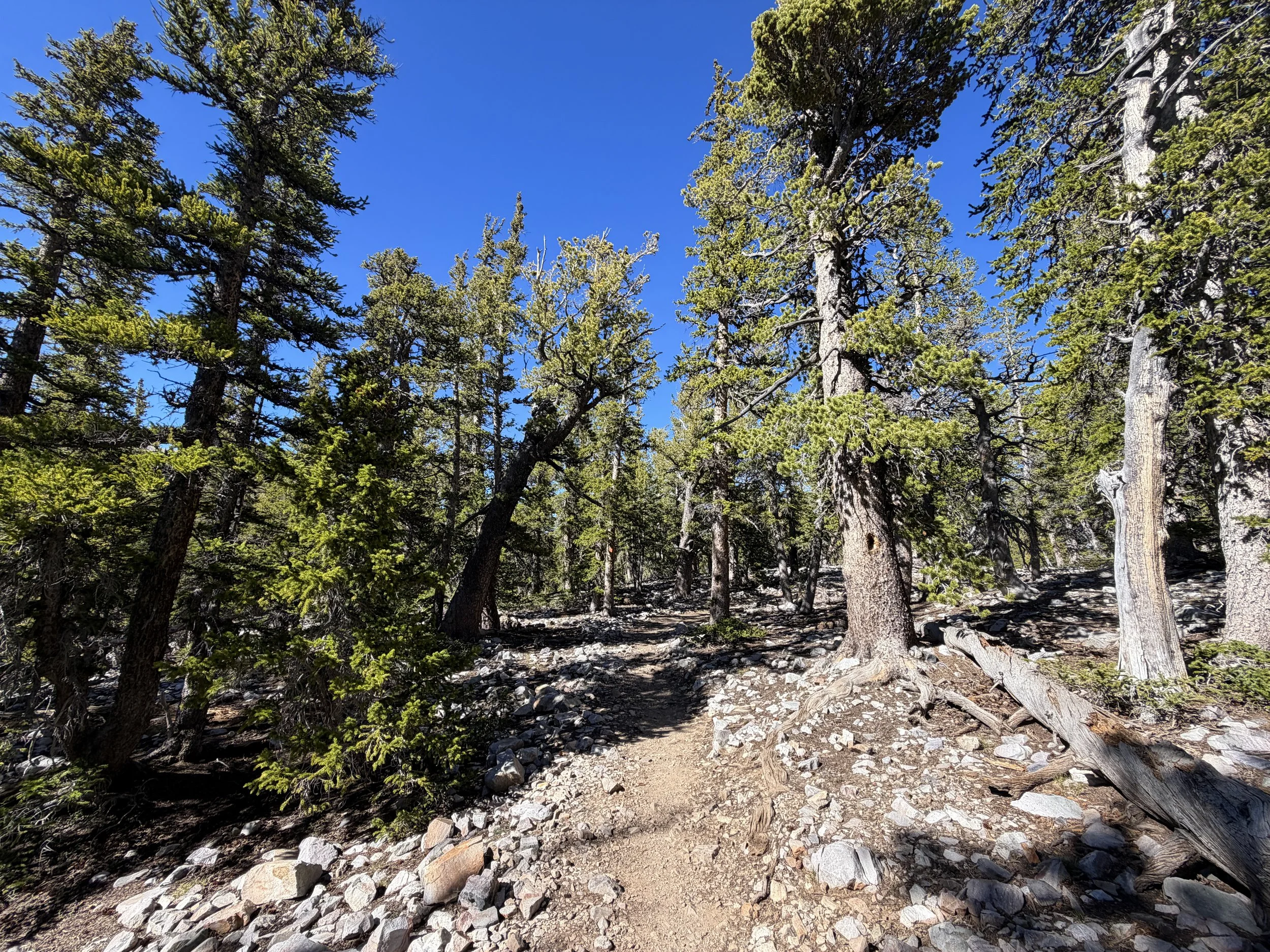 Alpine Lakes Loop Trail Great Basin National Park Nevada