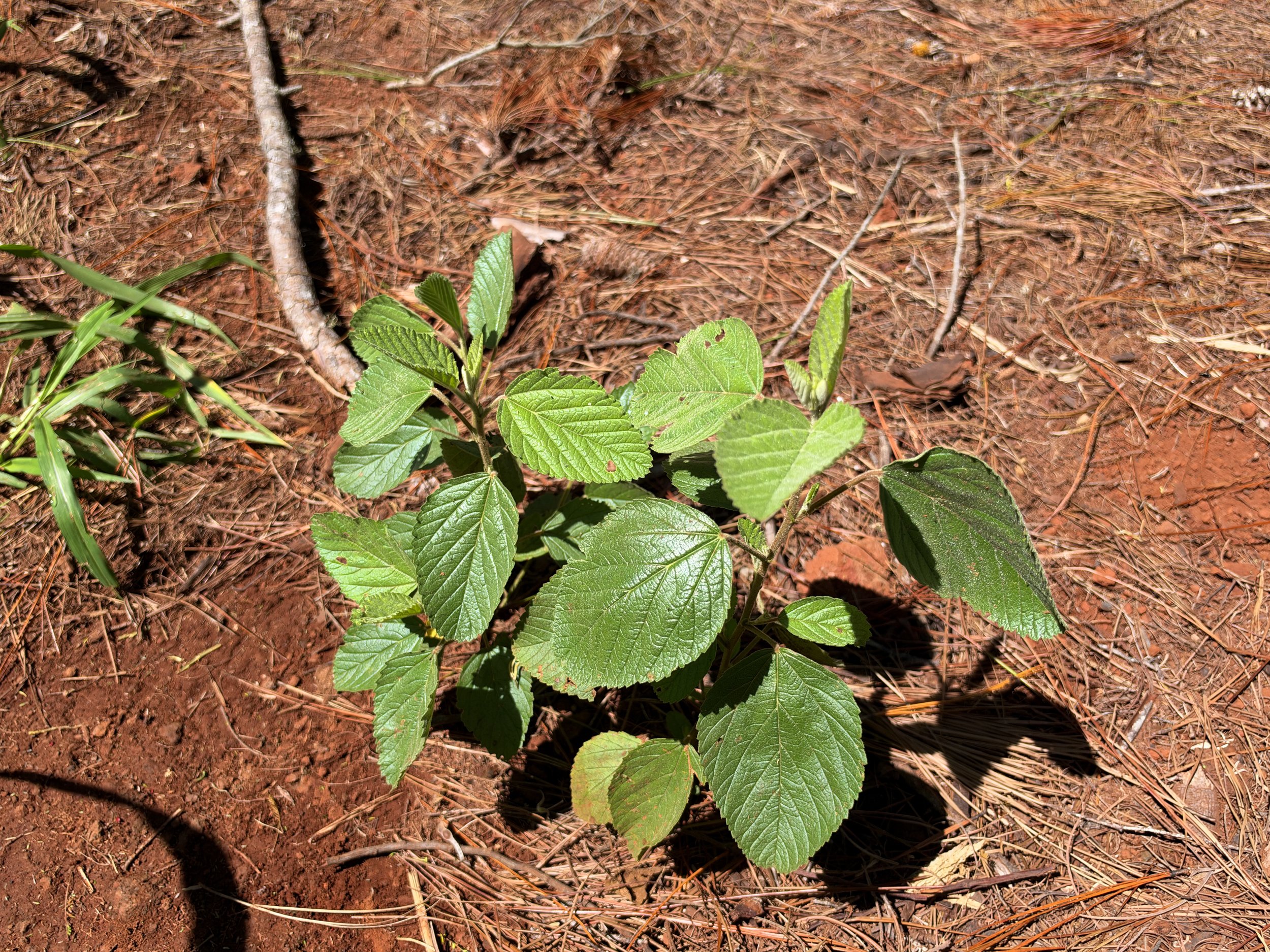 Uhaloa Waltheria indica