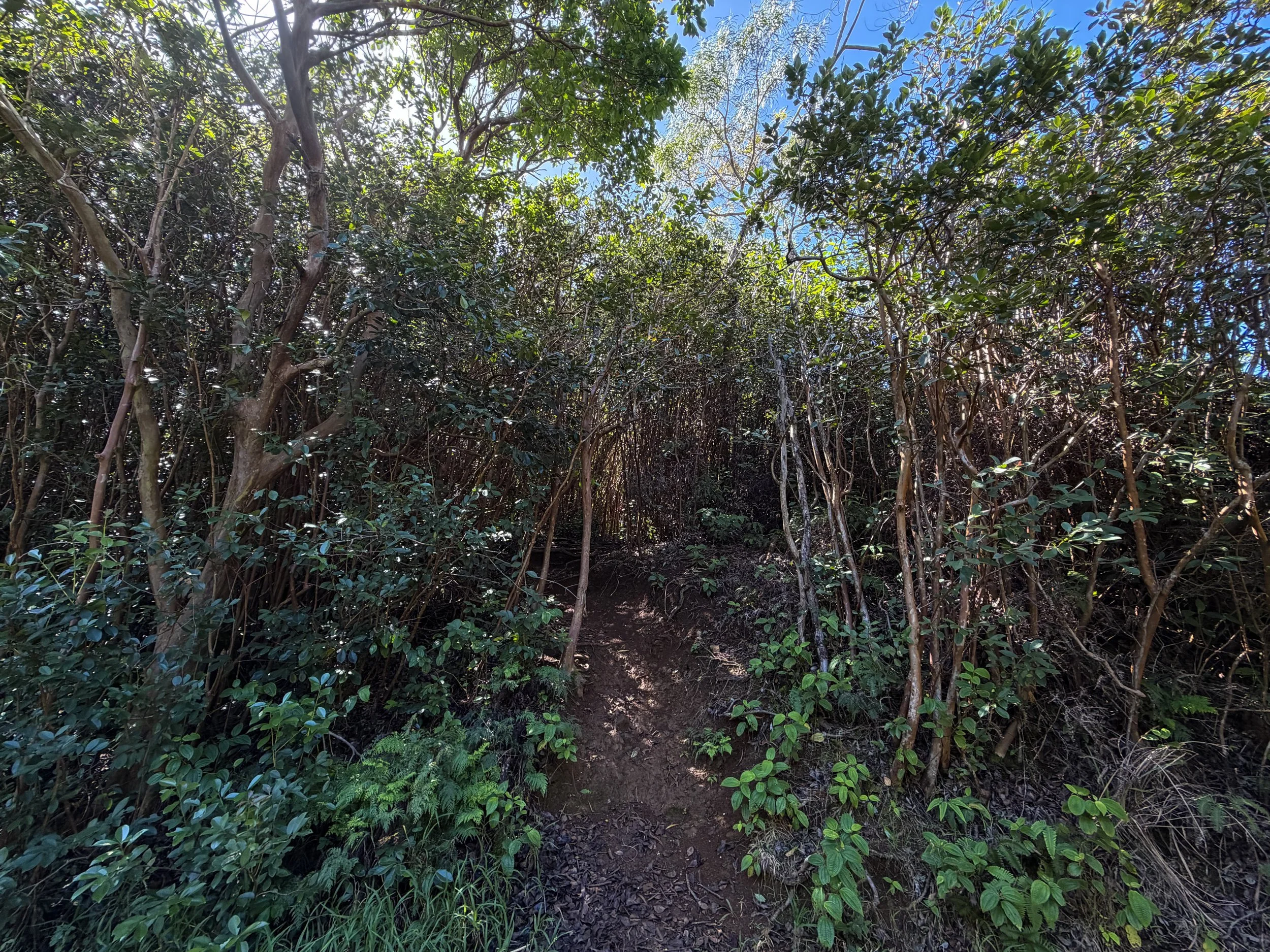 Moanalua Valley to Tripler Ridge Trail Oahu Hawaii