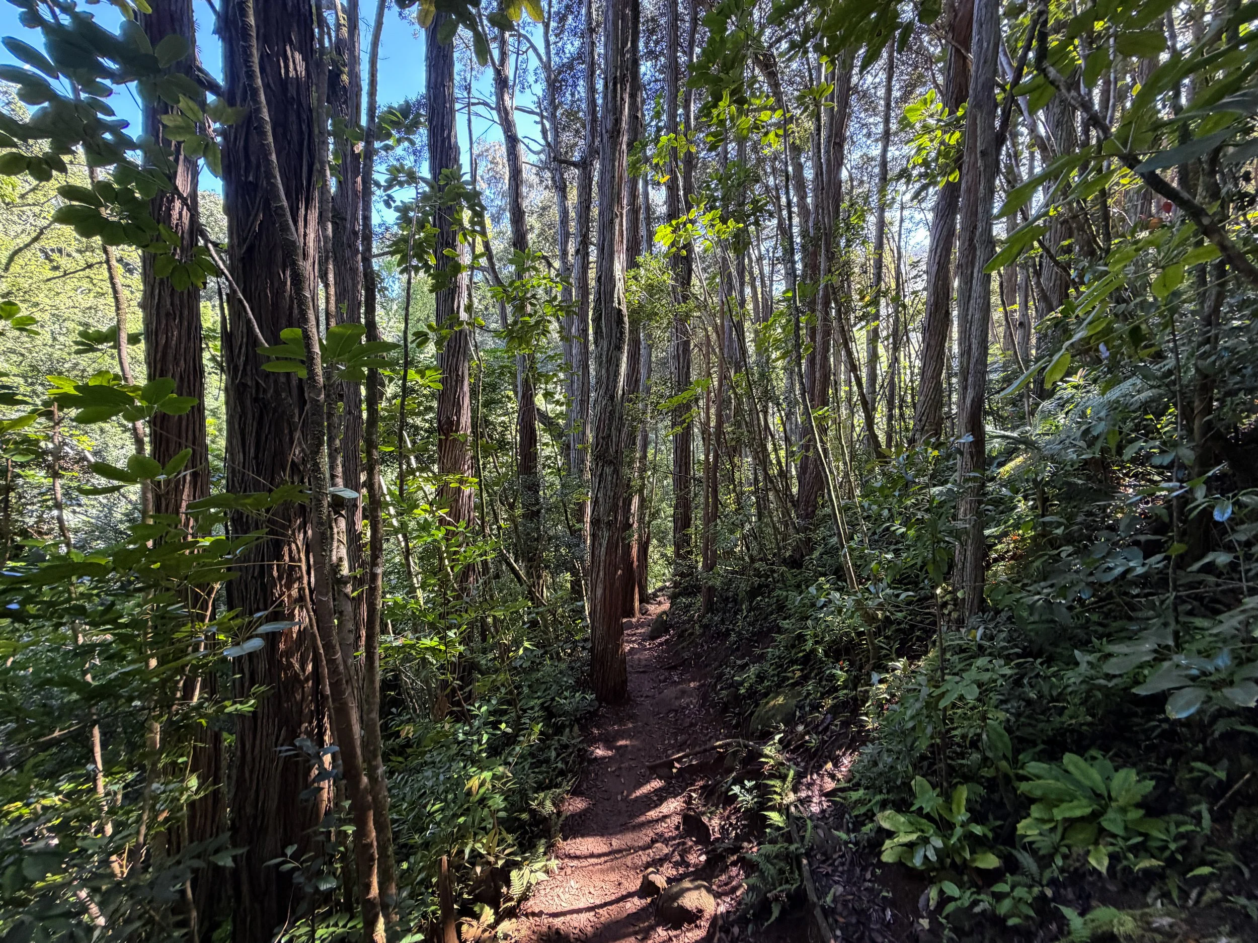 Judd Trail Oahu Hawaii