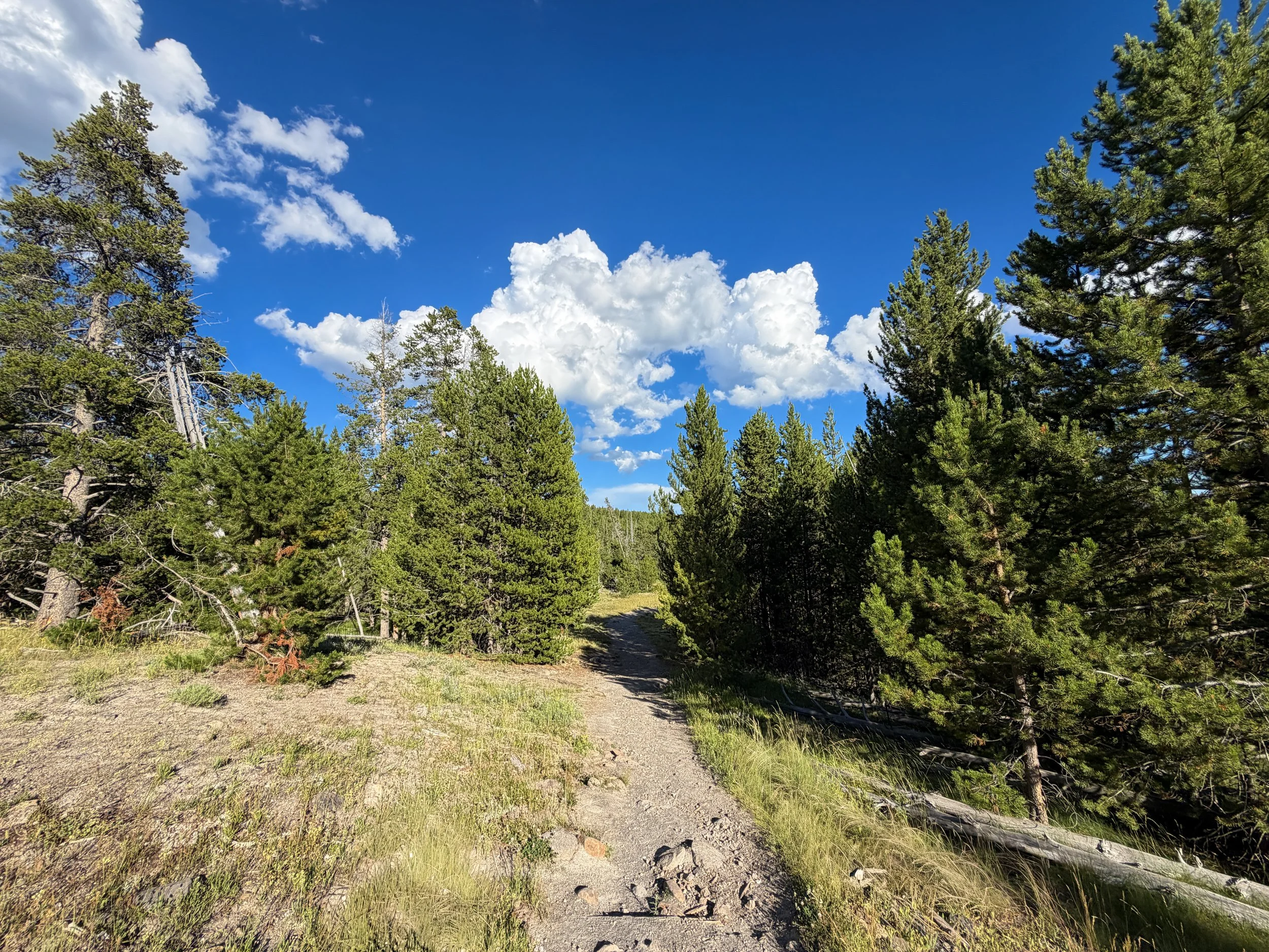 Artemisia Trail Yellowstone National Park Wyoming