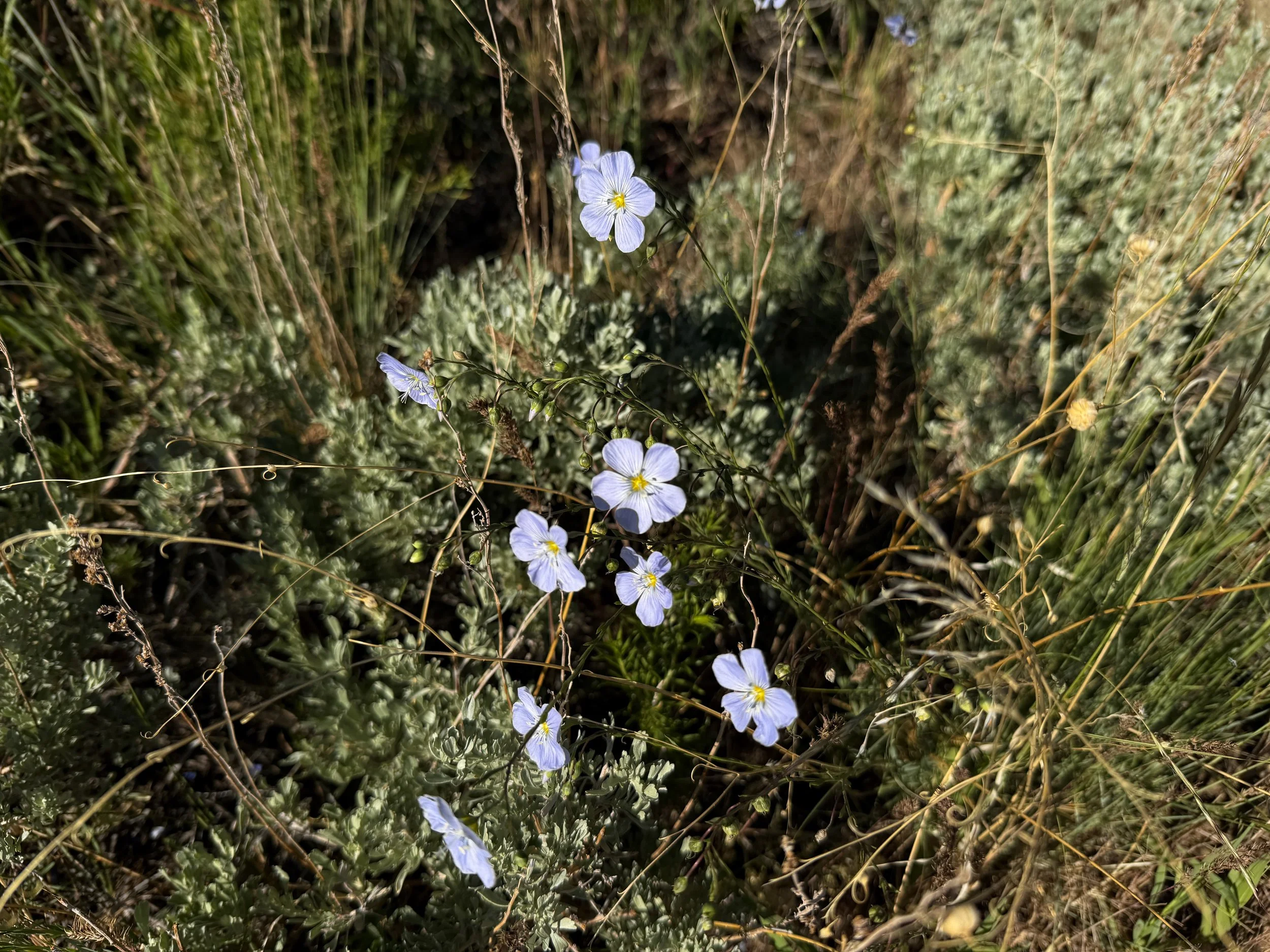 Lewis Flax Linum lewisii