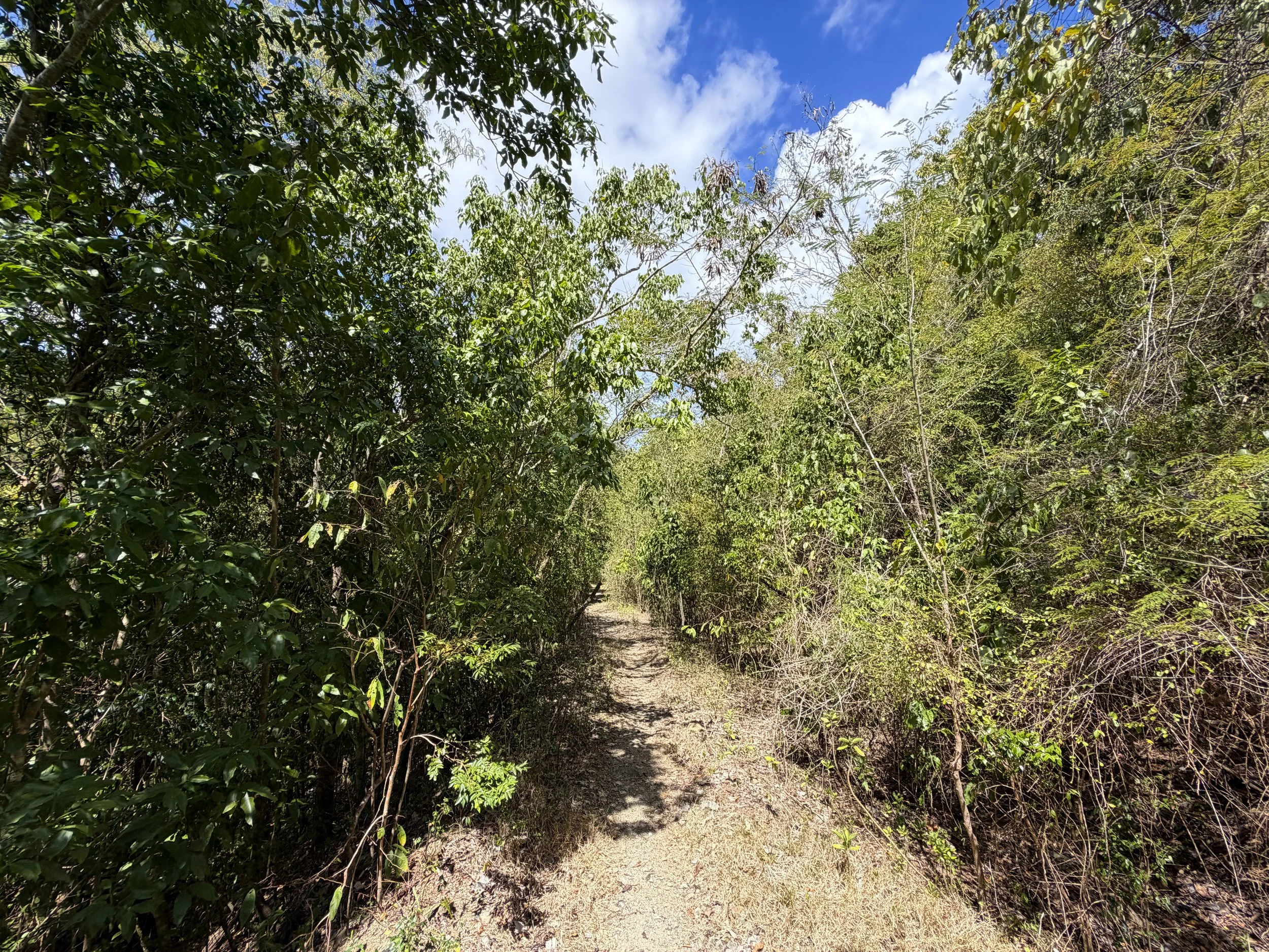 Johnny Horn Trail Virgin Islands National Park