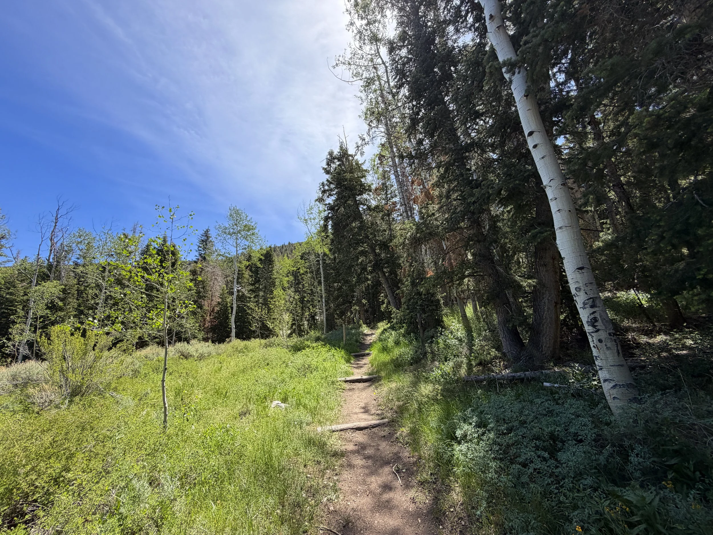 Timber Creek Loop Trail Great Basin National Park Nevada