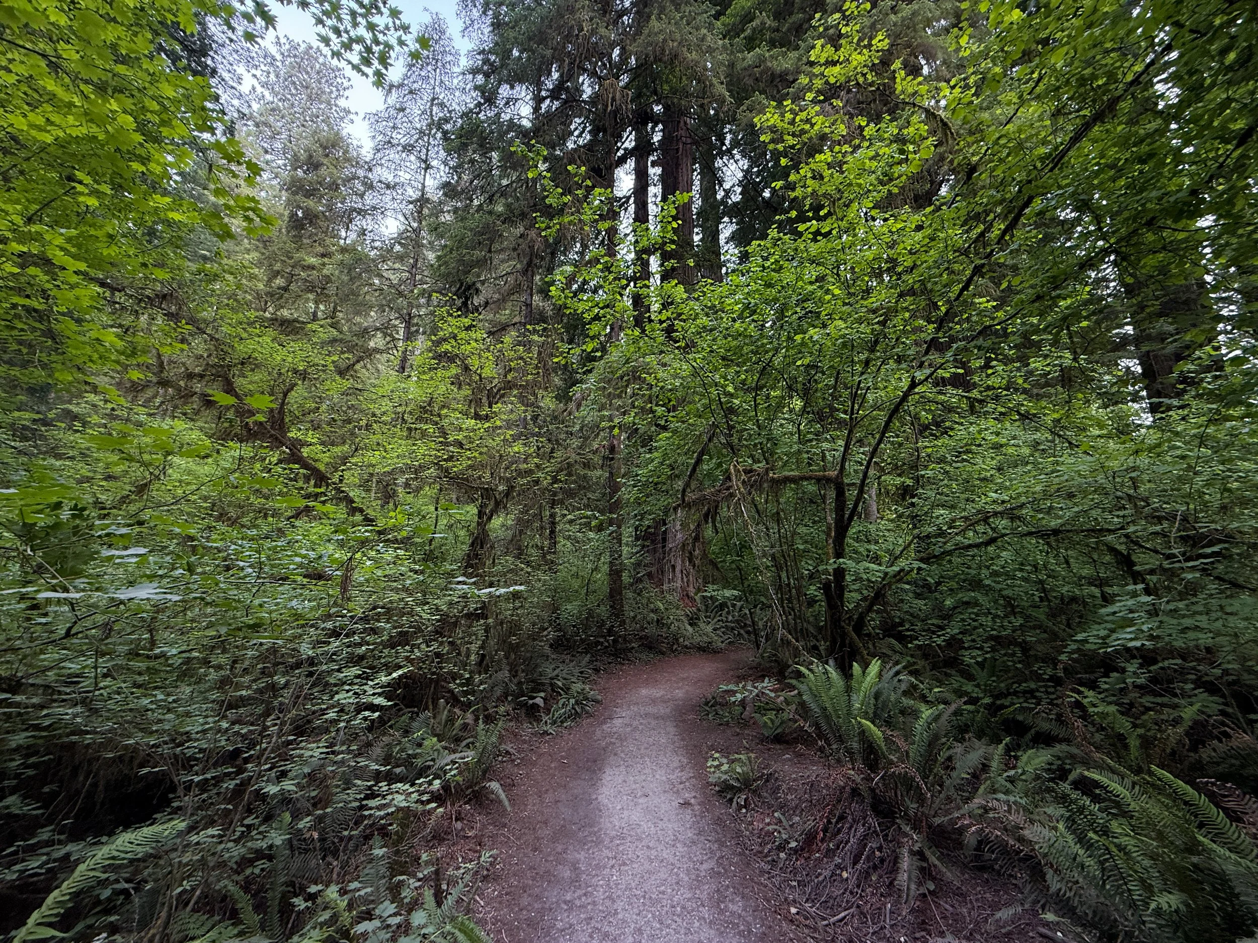 Grove of the Titans Trail Jedediah Smith Redwoods State Park California