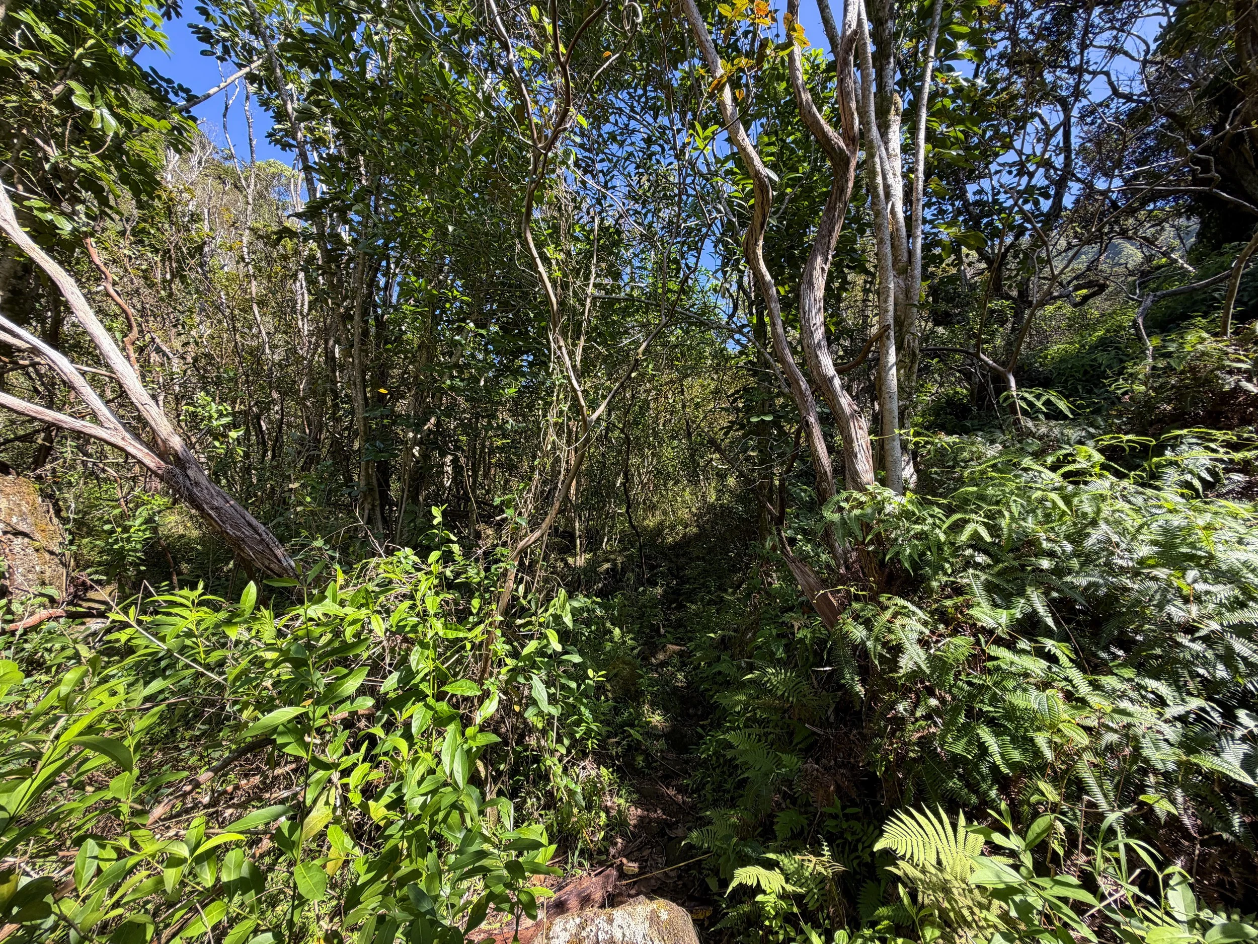Kulanaahane Trail Oahu Hawaii
