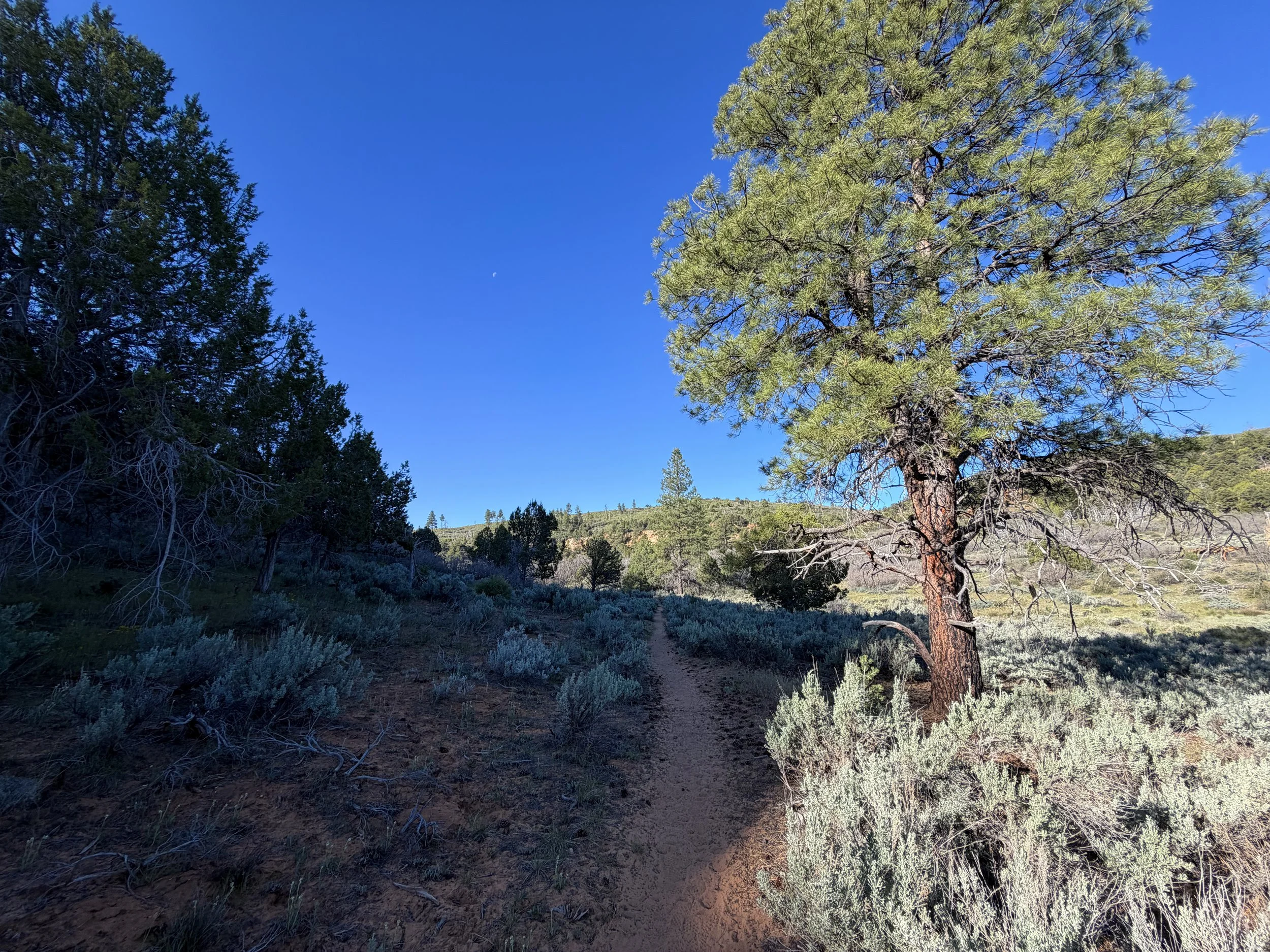 Deertrap Mountain Trail Zion National Park Utah