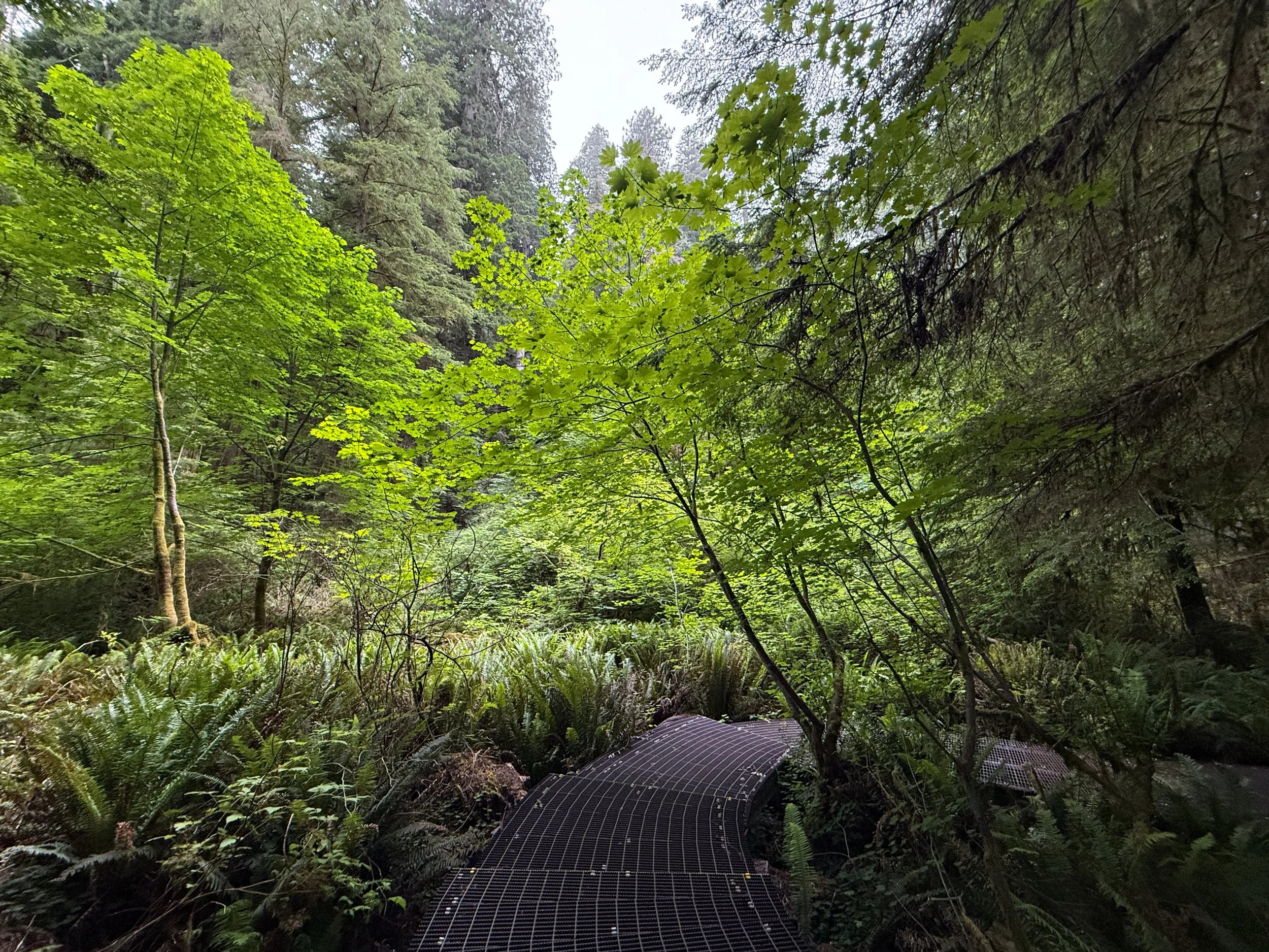 Grove of the Titans Trail Boardwalk Jedediah Smith Redwoods State Park California
