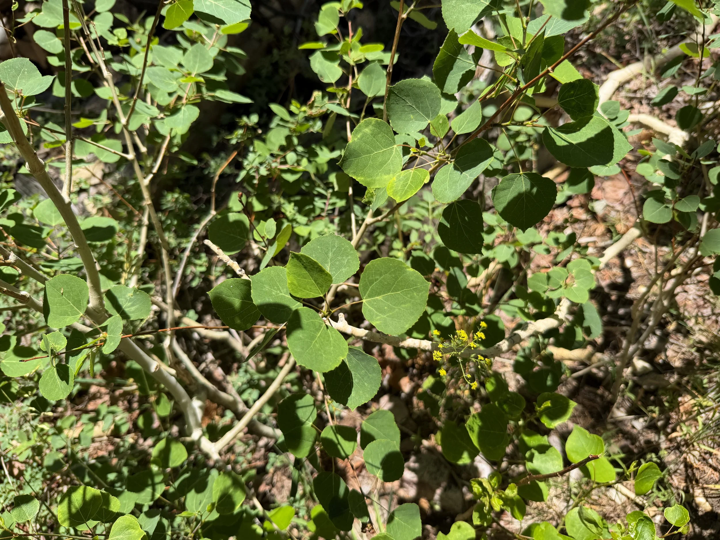 Aspen Populus tremuloides