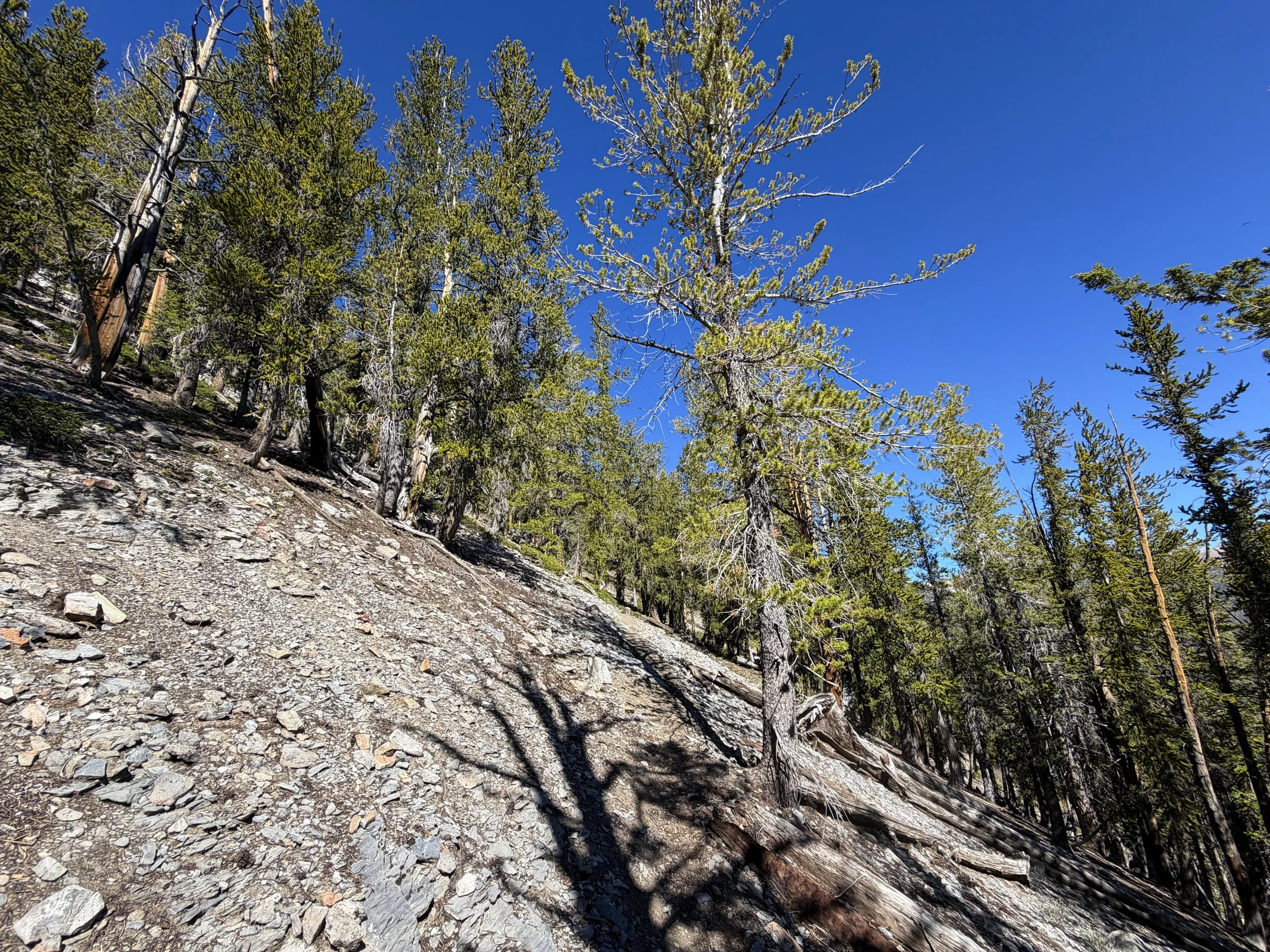 Snake Divide Trail Great Basin National Park Nevada