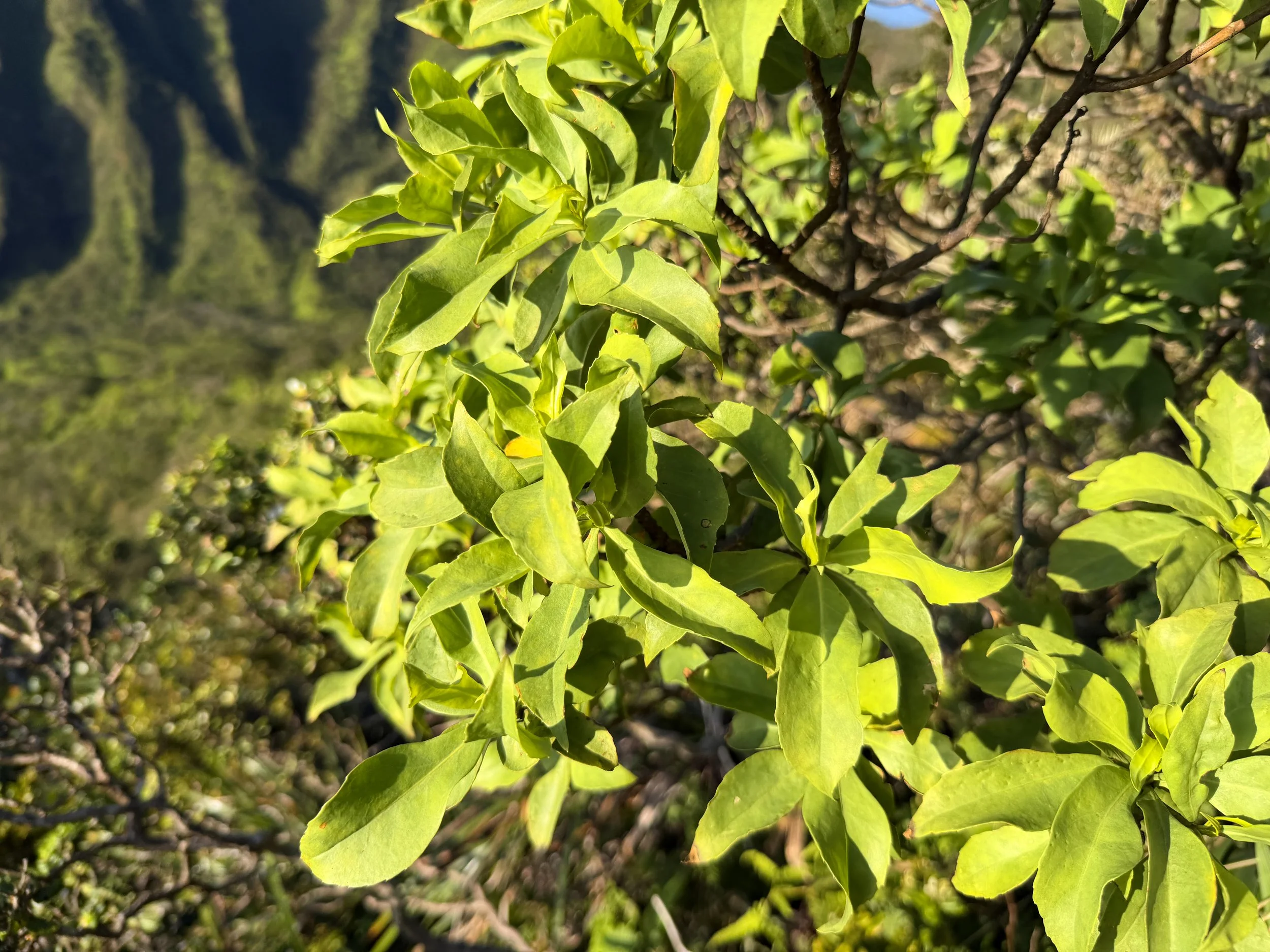 Naupaka Scaevola gaudichaudiana