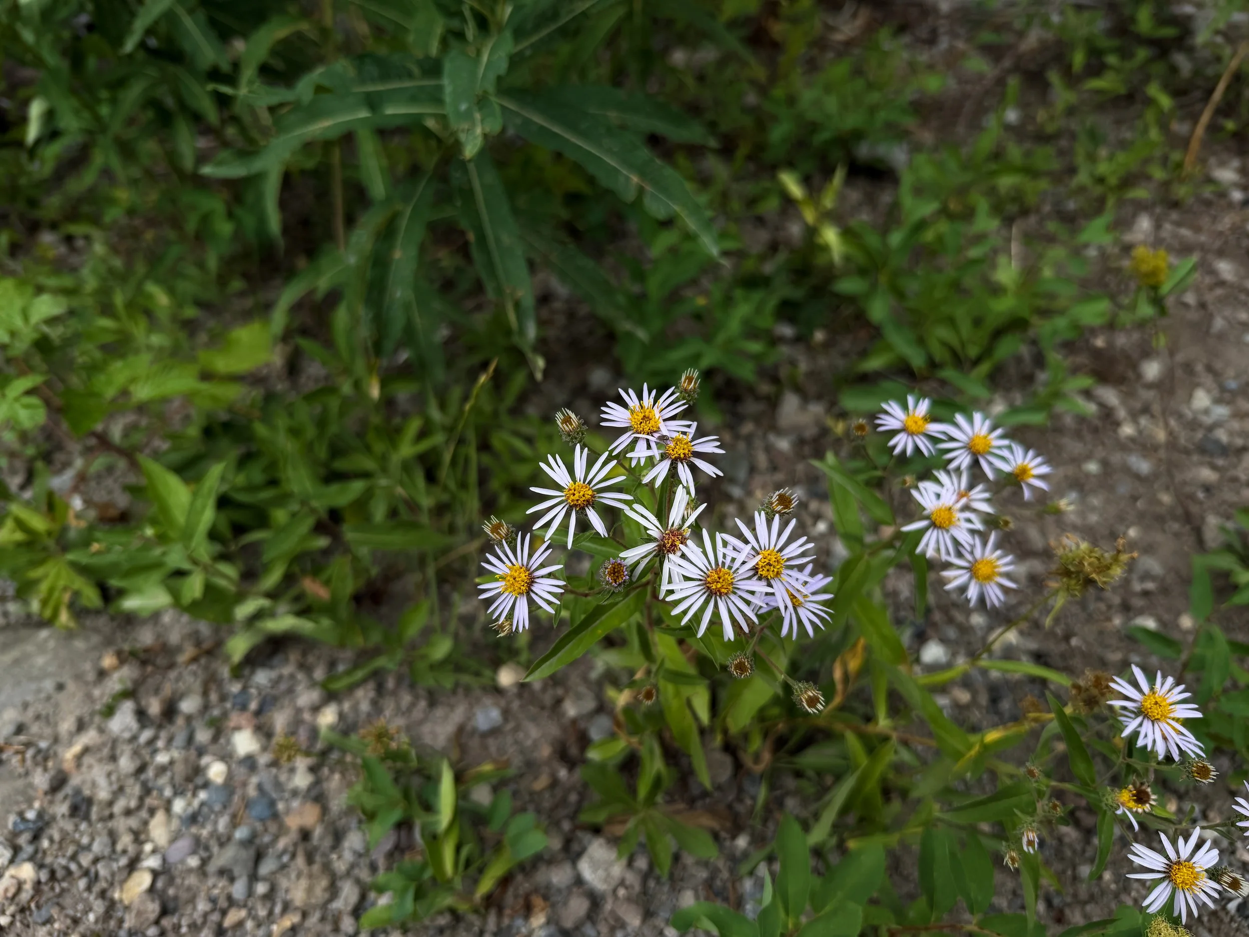Longleaf Aster Symphyotrichum ascendens