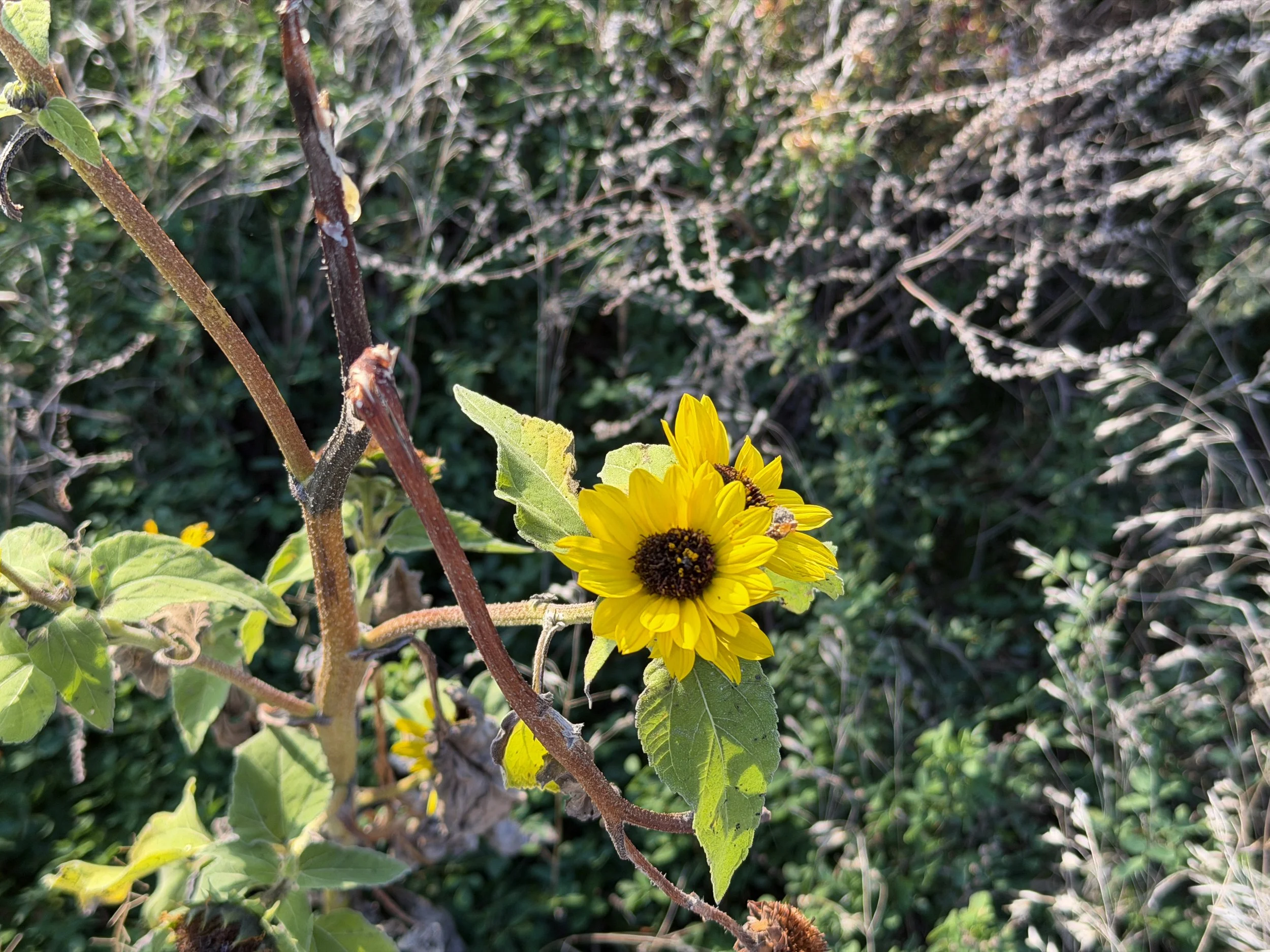 Prairie Sunflower Helianthus petiolaris