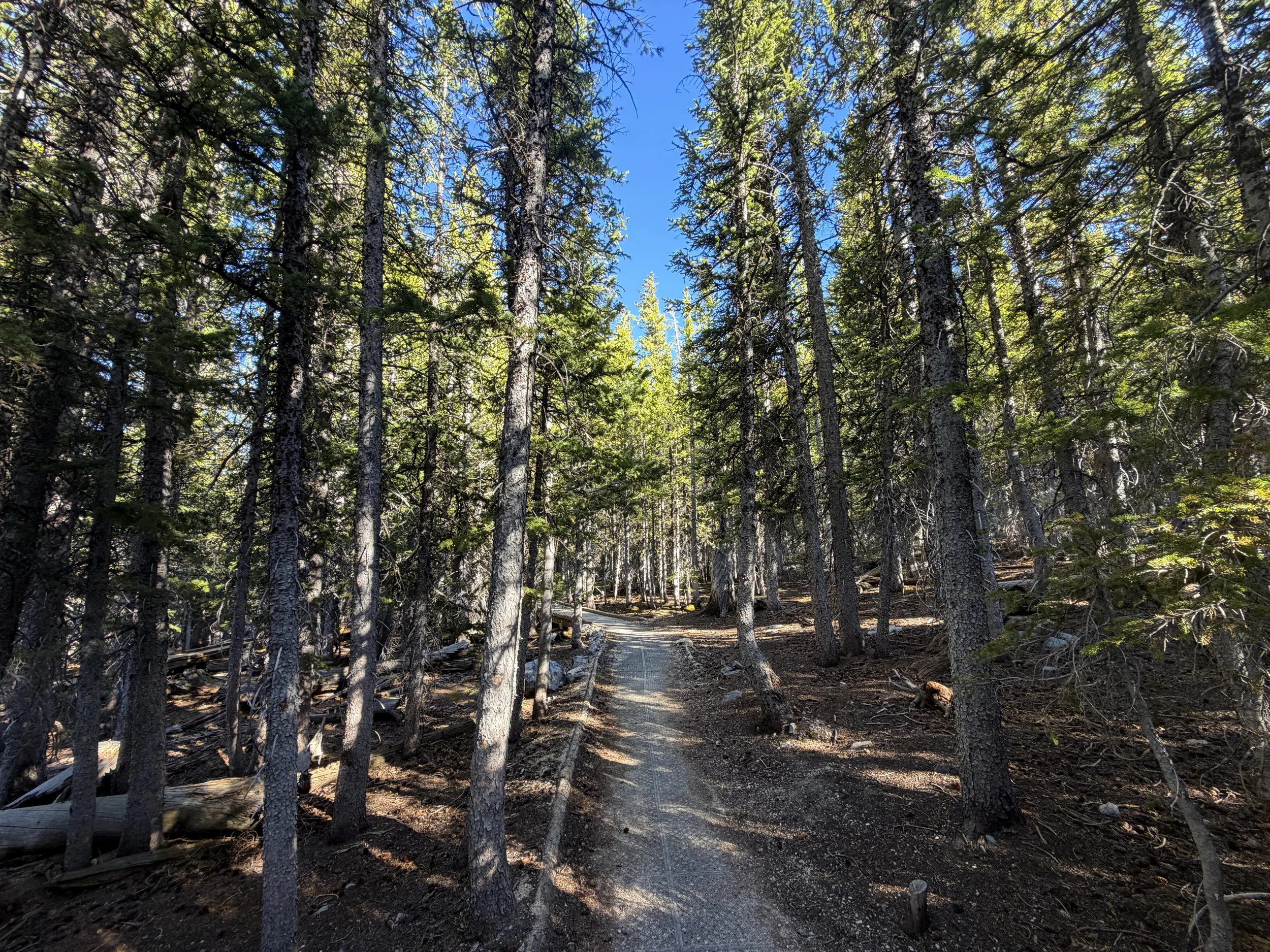 Island Forest Trail Great Basin National Park Nevada