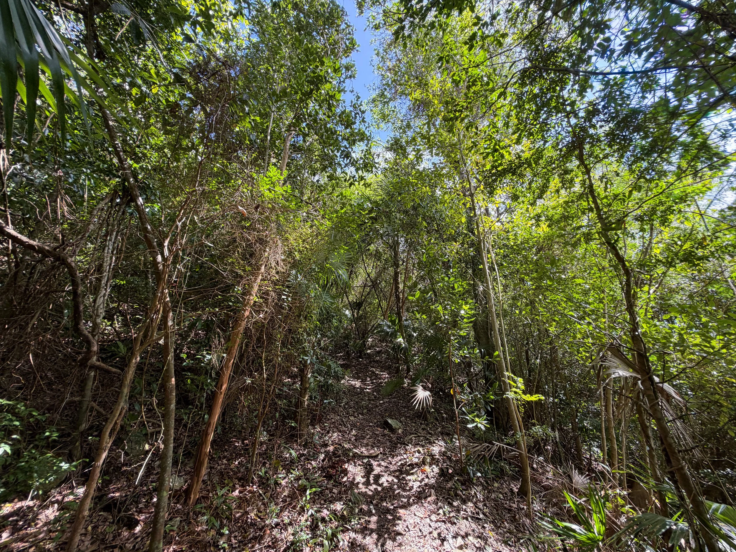 Bordeaux Mountain Trail Virgin Islands National Park