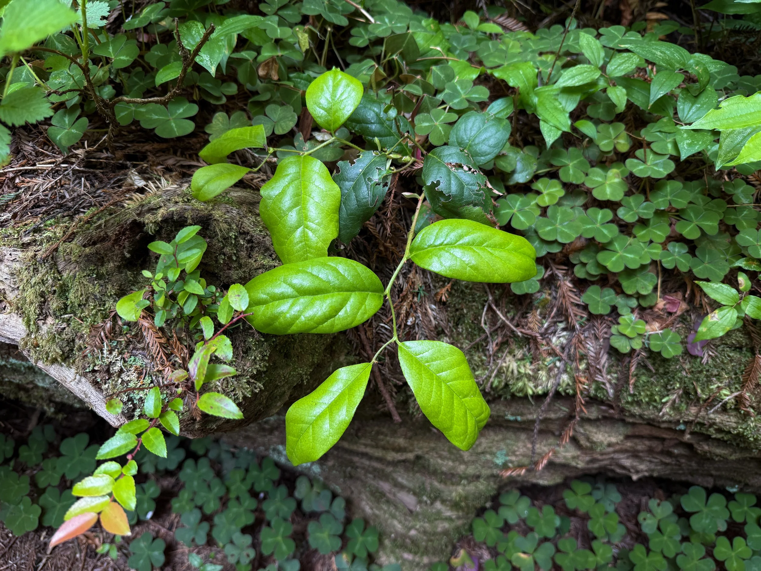 Salal Gaultheria shallon