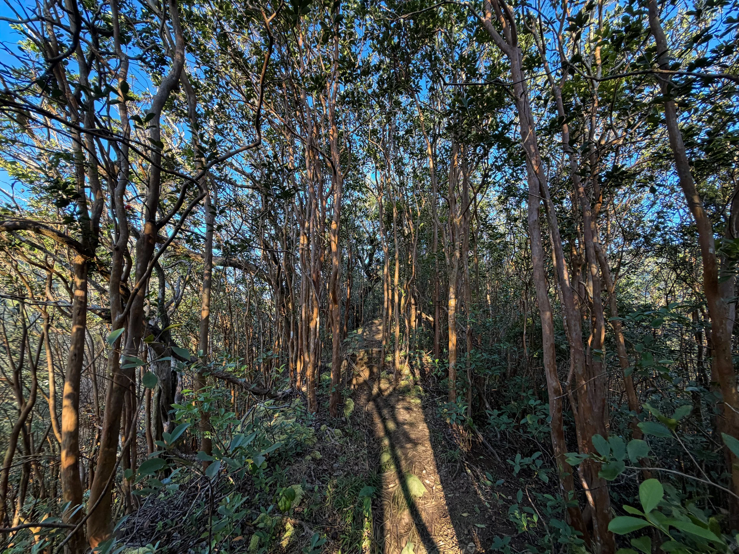 Moanalua Middle Ridge Trail Oahu Hawaii