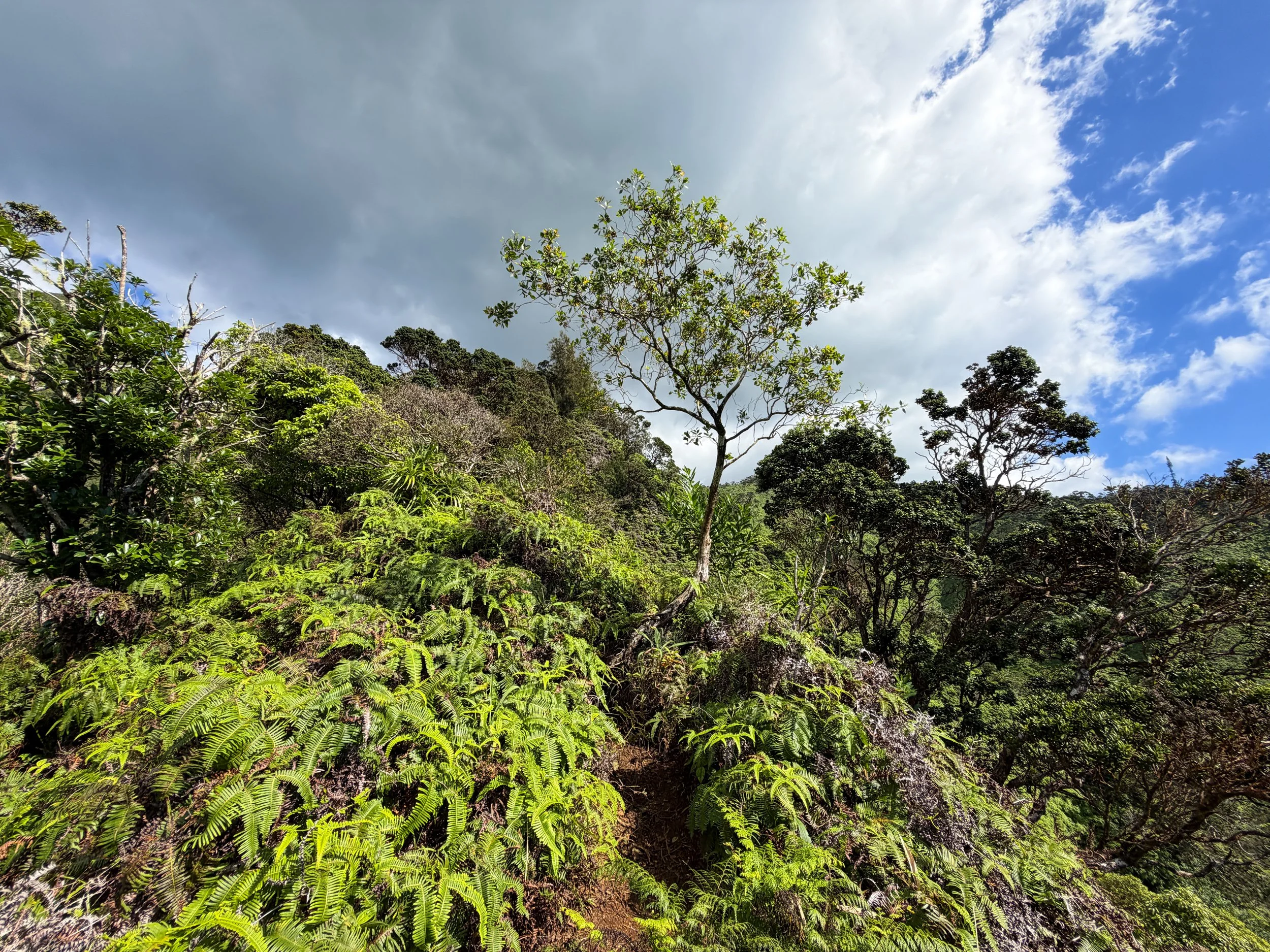 Kaau Crater Loop Trail Oahu Hawaii