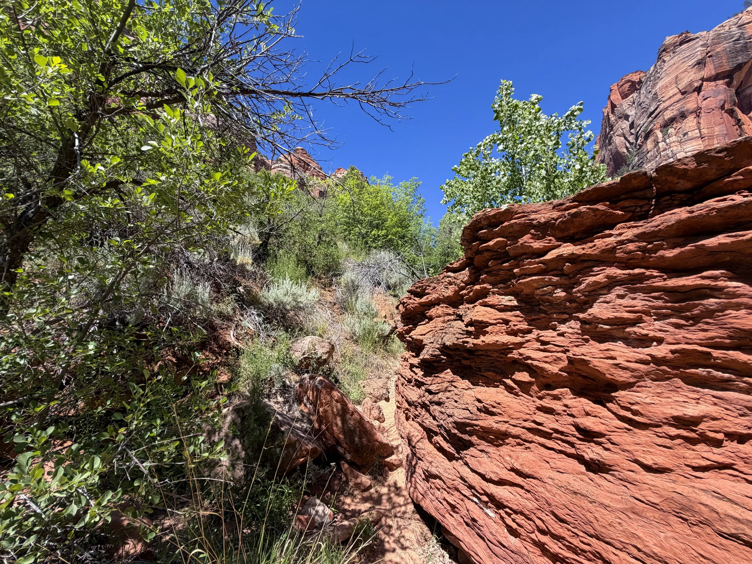 Subway Trail Left Fork North Creek Zion National Park Utah
