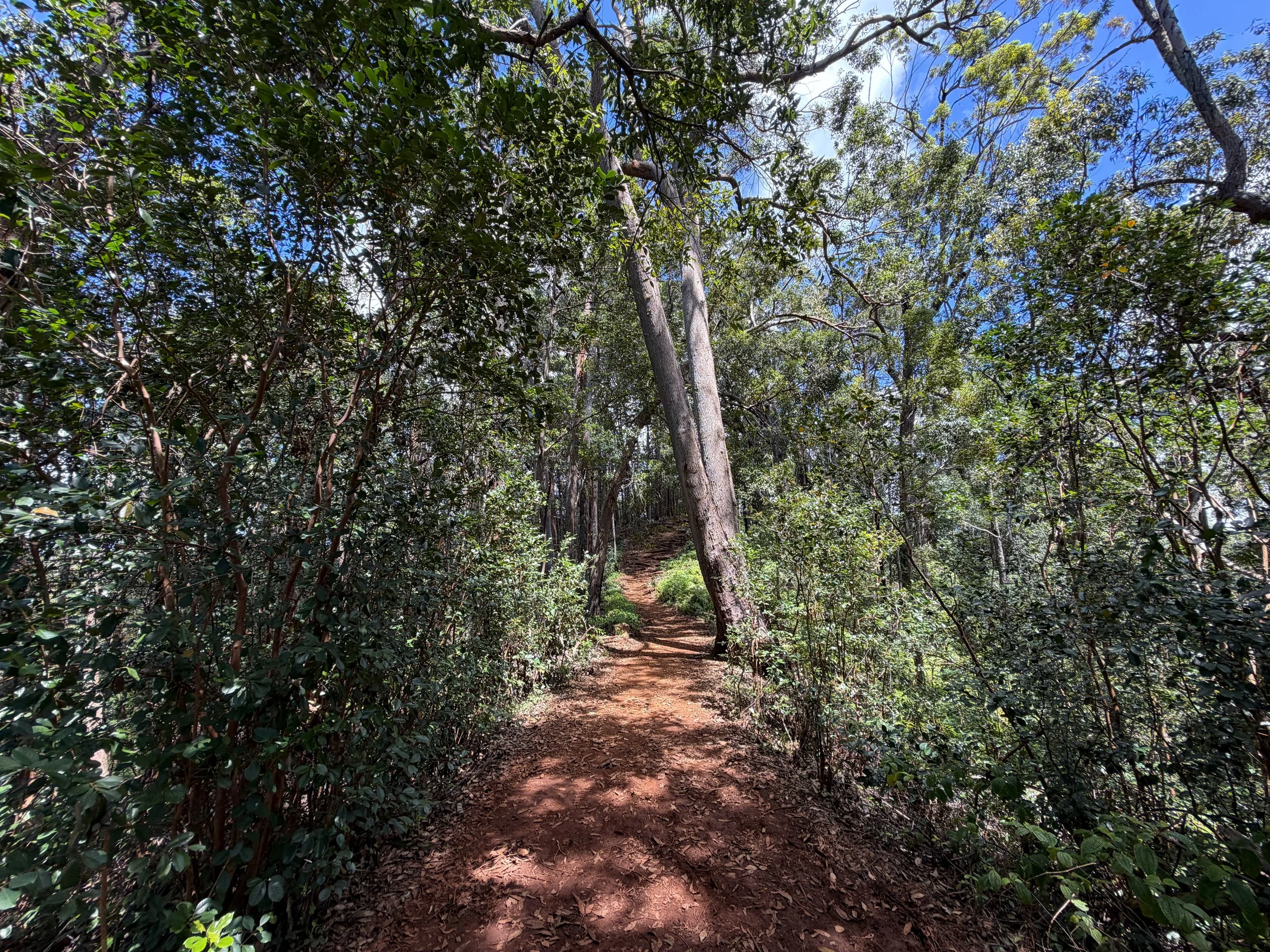 Manana Ridge Trail to Waimano Falls Oahu Hawaii