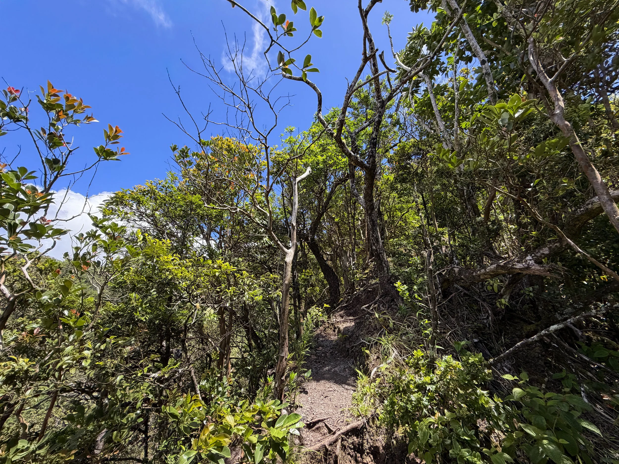 Moanalua Valley to Tripler Ridge Trail Oahu Hawaii
