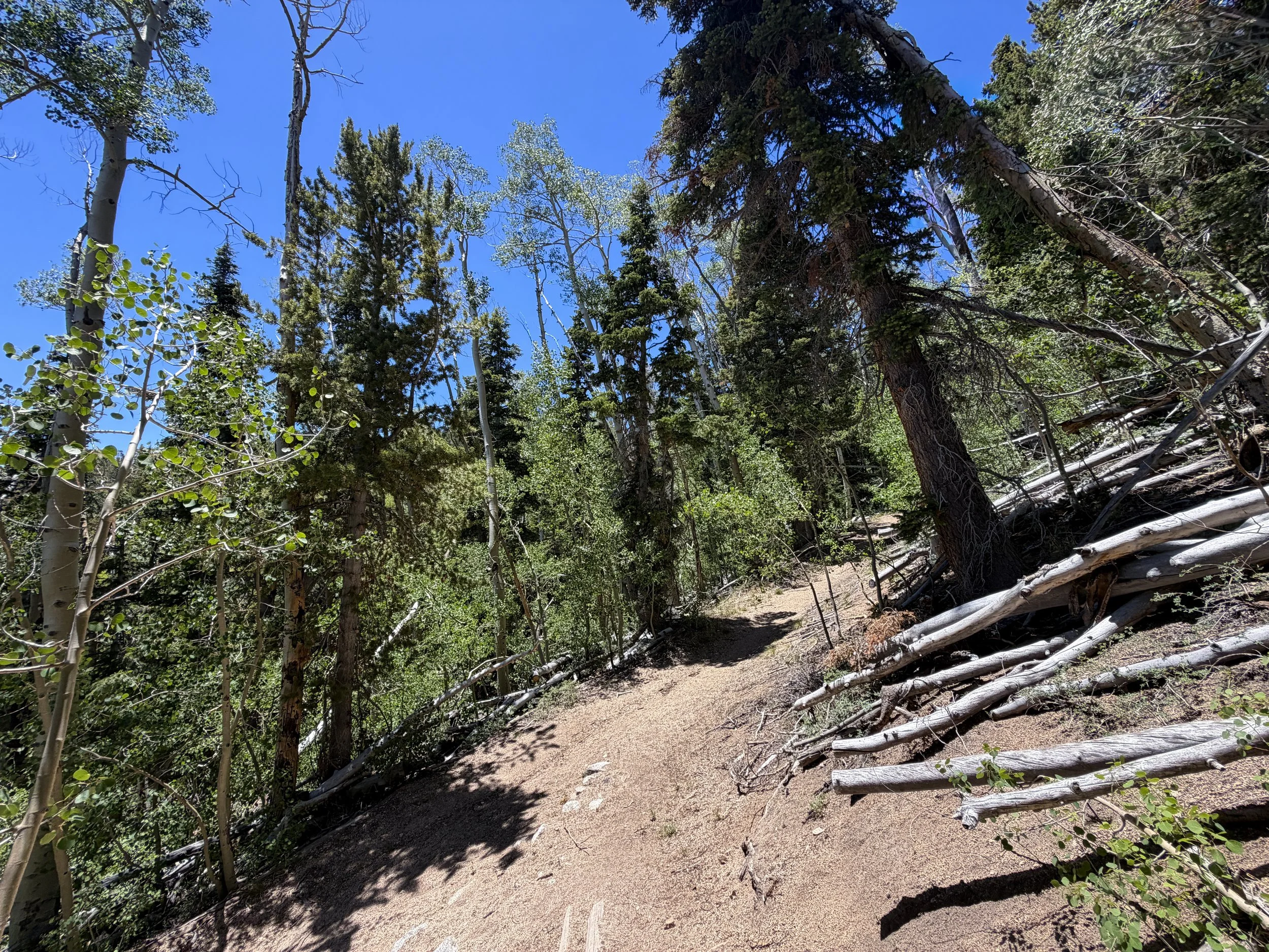 Timber Creek Loop Trail to Johnson Lake Great Basin National Park Nevada