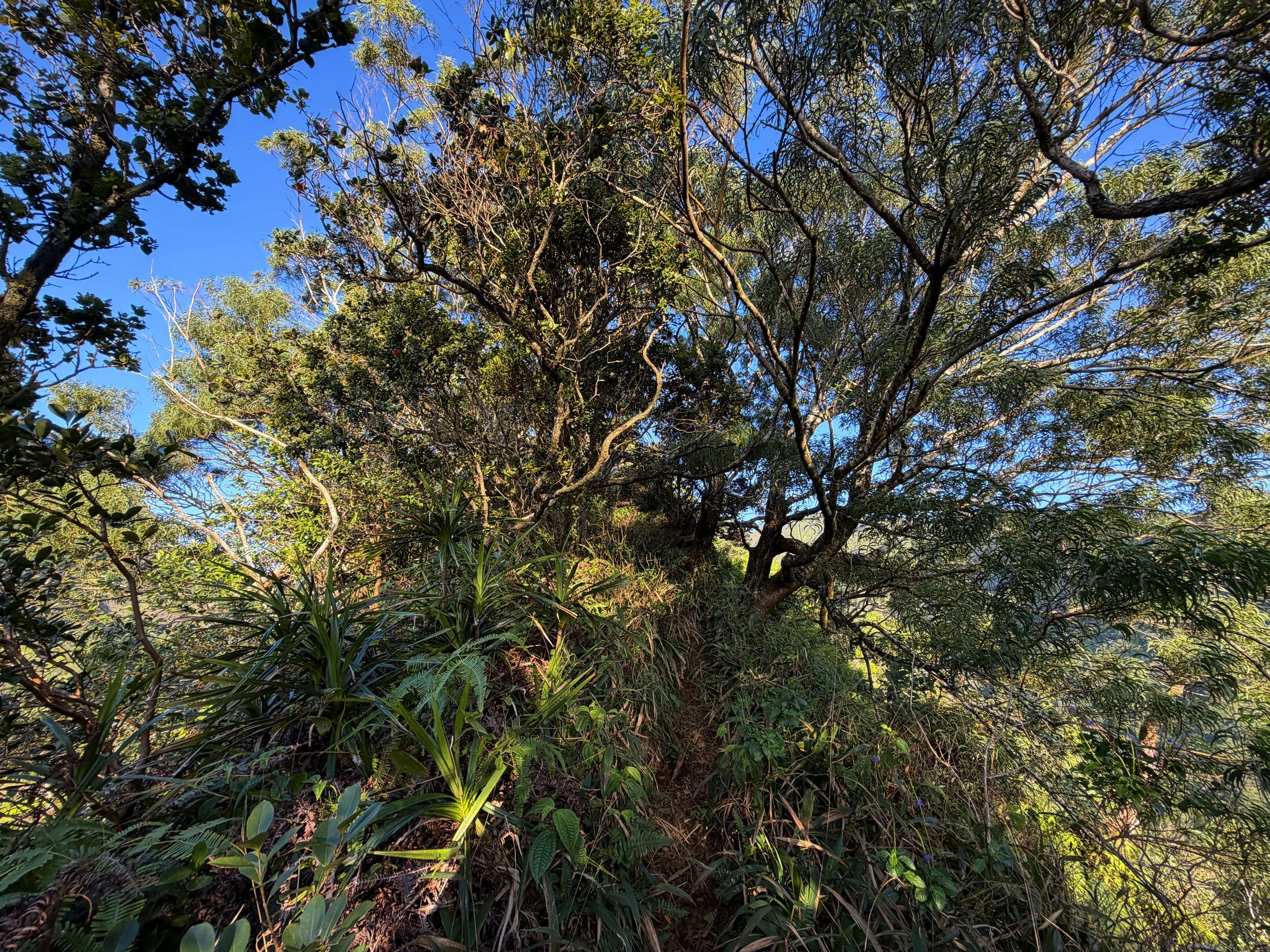 Back Way to Stairway to Heaven Moanalua Middle Ridge Trail Oahu Hawaii
