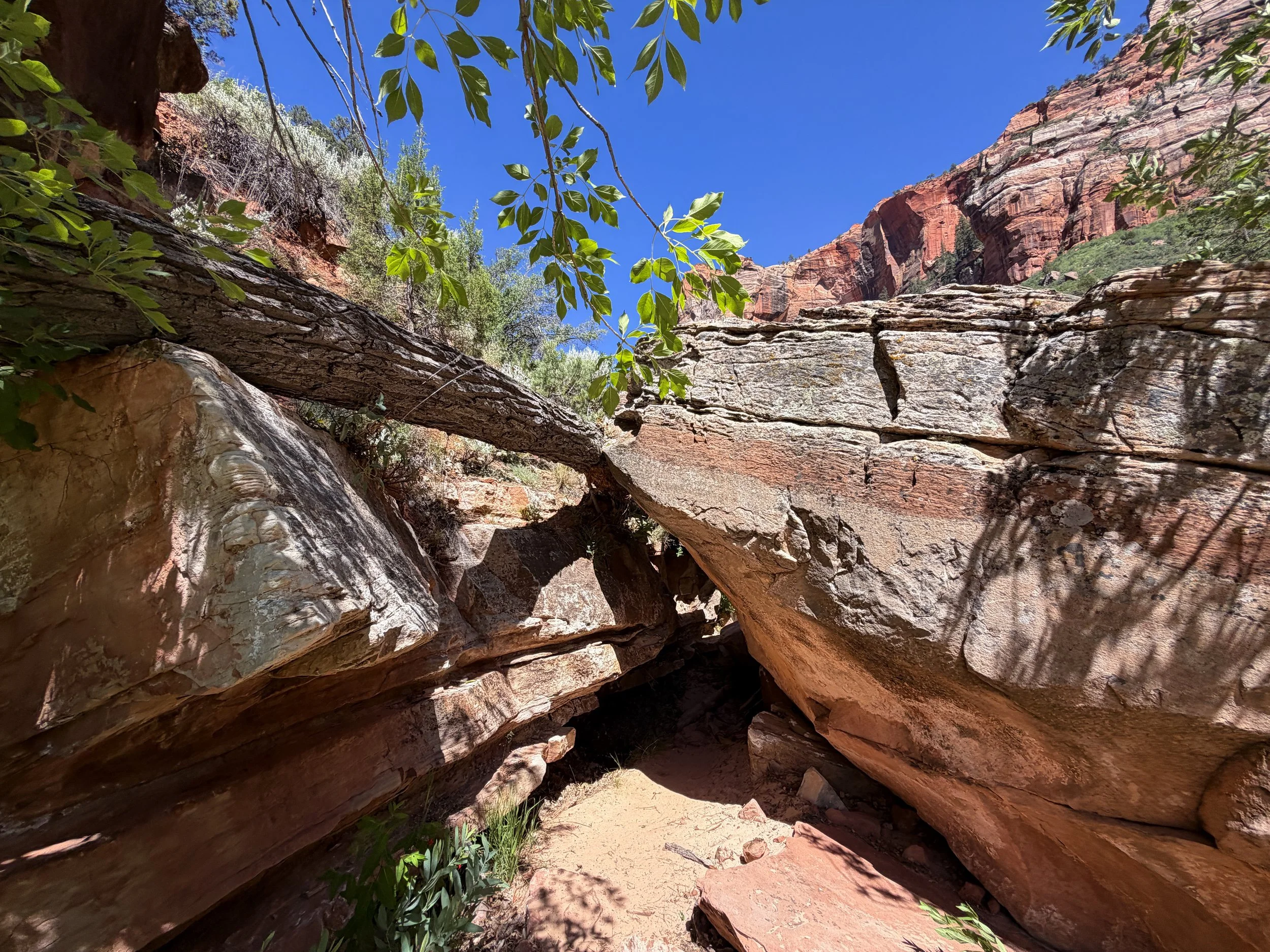 Subway Trail Left Fork North Creek Zion National Park Utah
