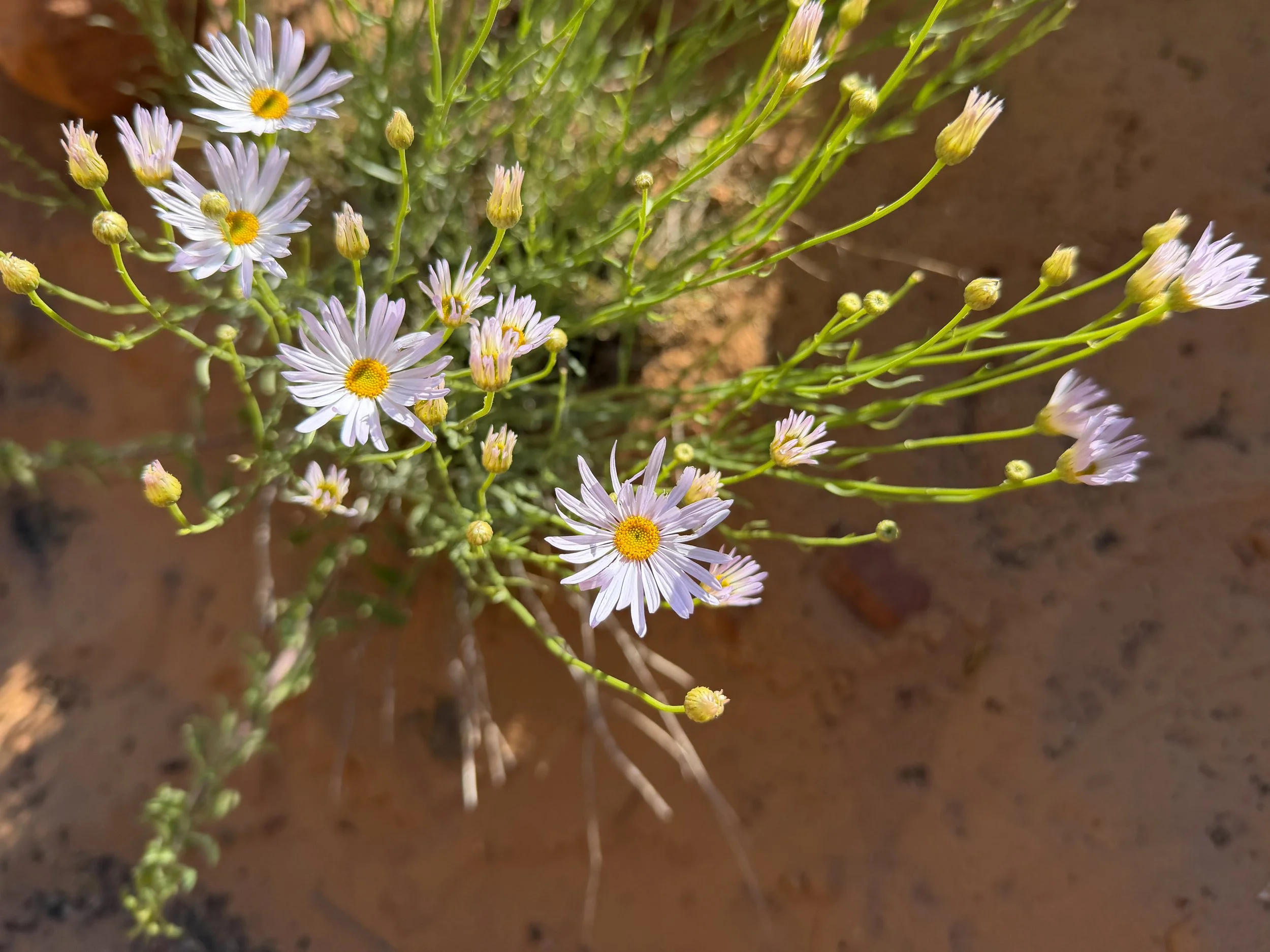Spreading Fleabane Erigeron divergens