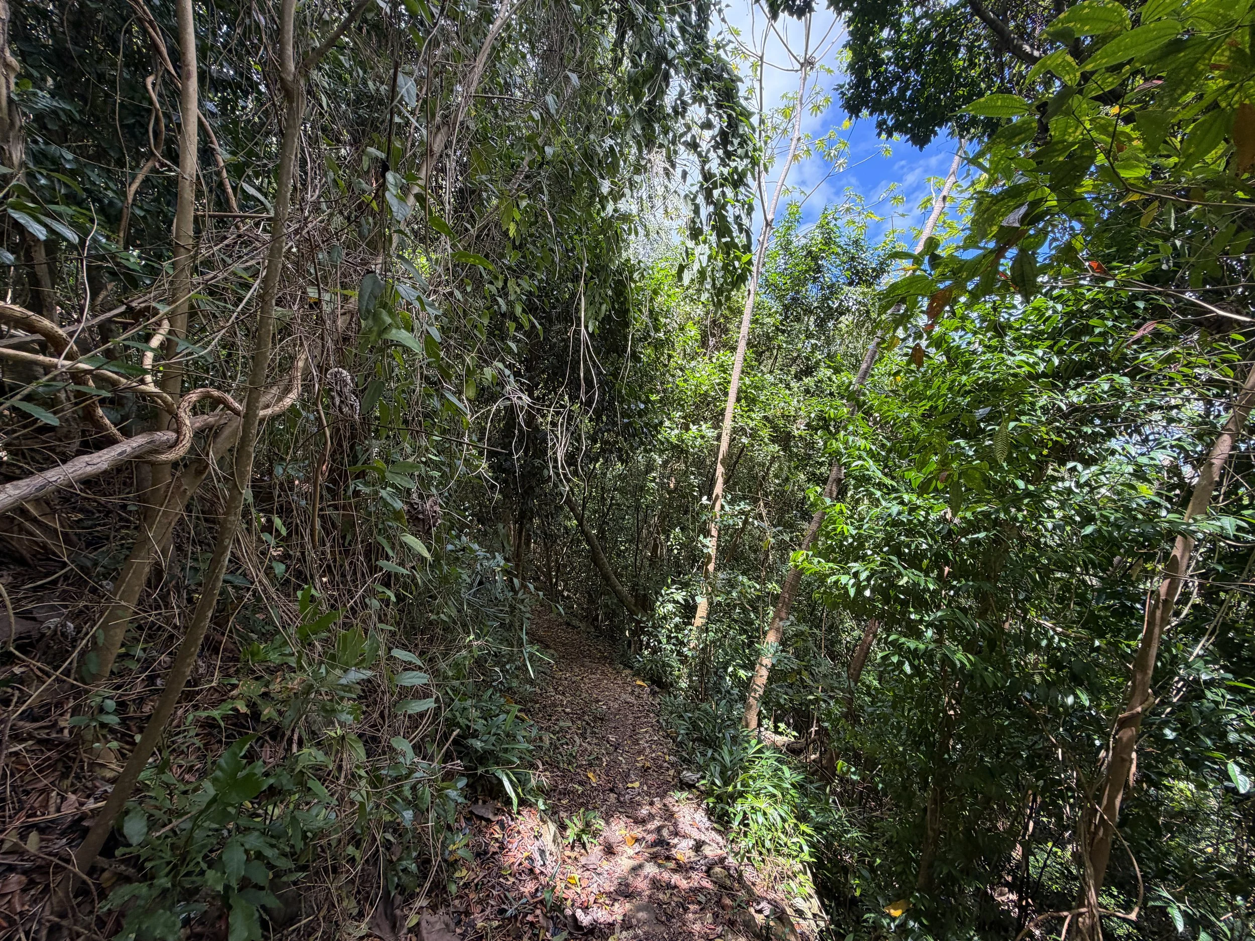 Maria Hope Trail Virgin Islands National Park