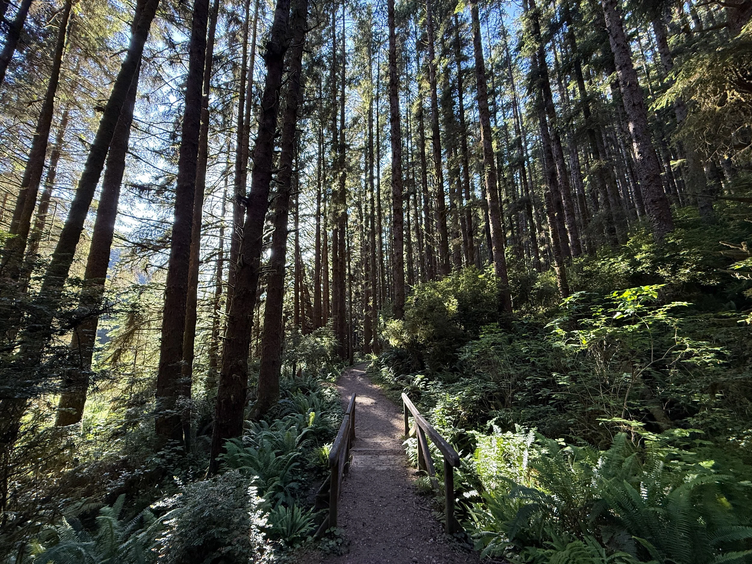 Fern Canyon Loop Trail Prairie Creek Redwoods State Park California