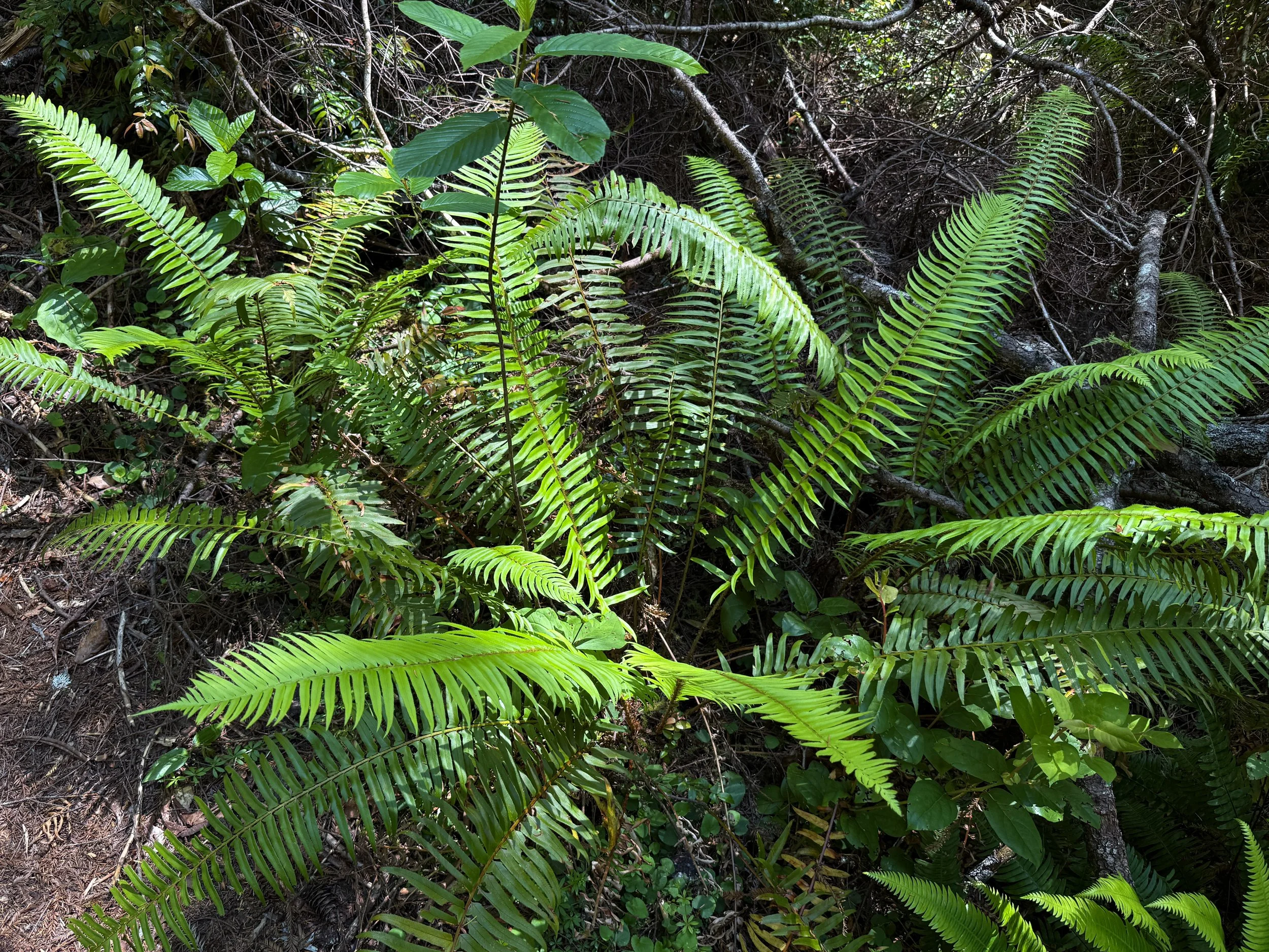 Western Sword Fern Polystichum munitum