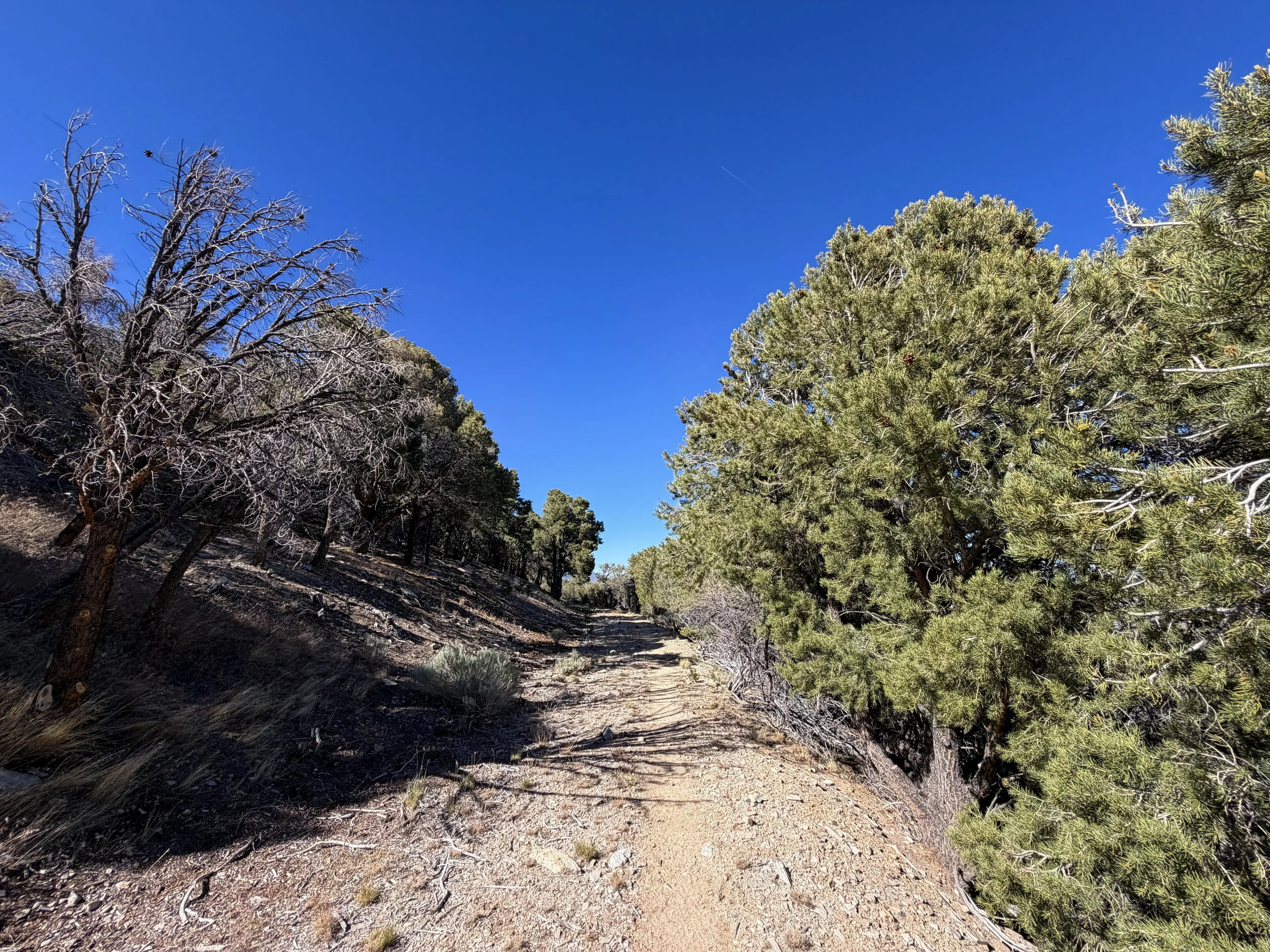Osceola Ditch Trail Great Basin National Park Nevada